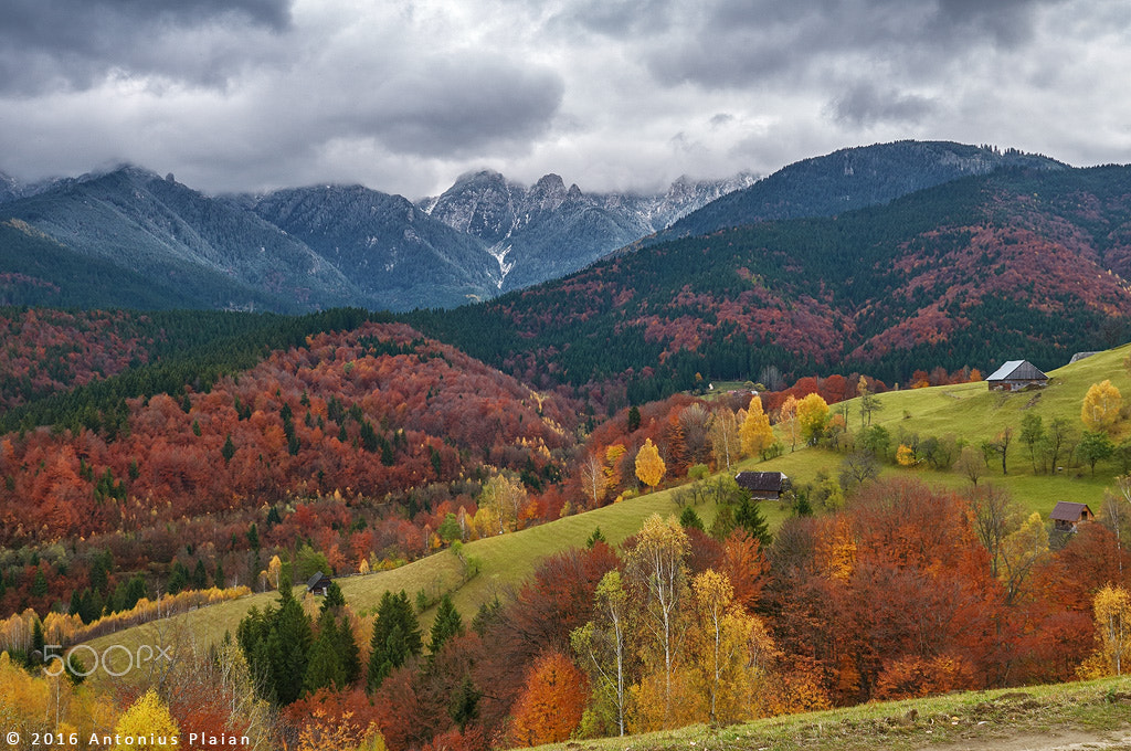 Nikon AF-S Nikkor 24-70mm F2.8G ED sample photo. Red autumn photography