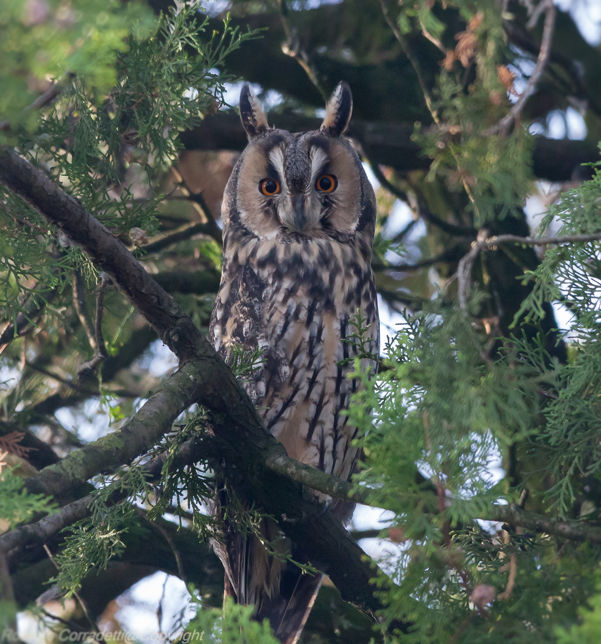 Sigma 150-500mm F5-6.3 DG OS HSM sample photo. Gufo comune photography