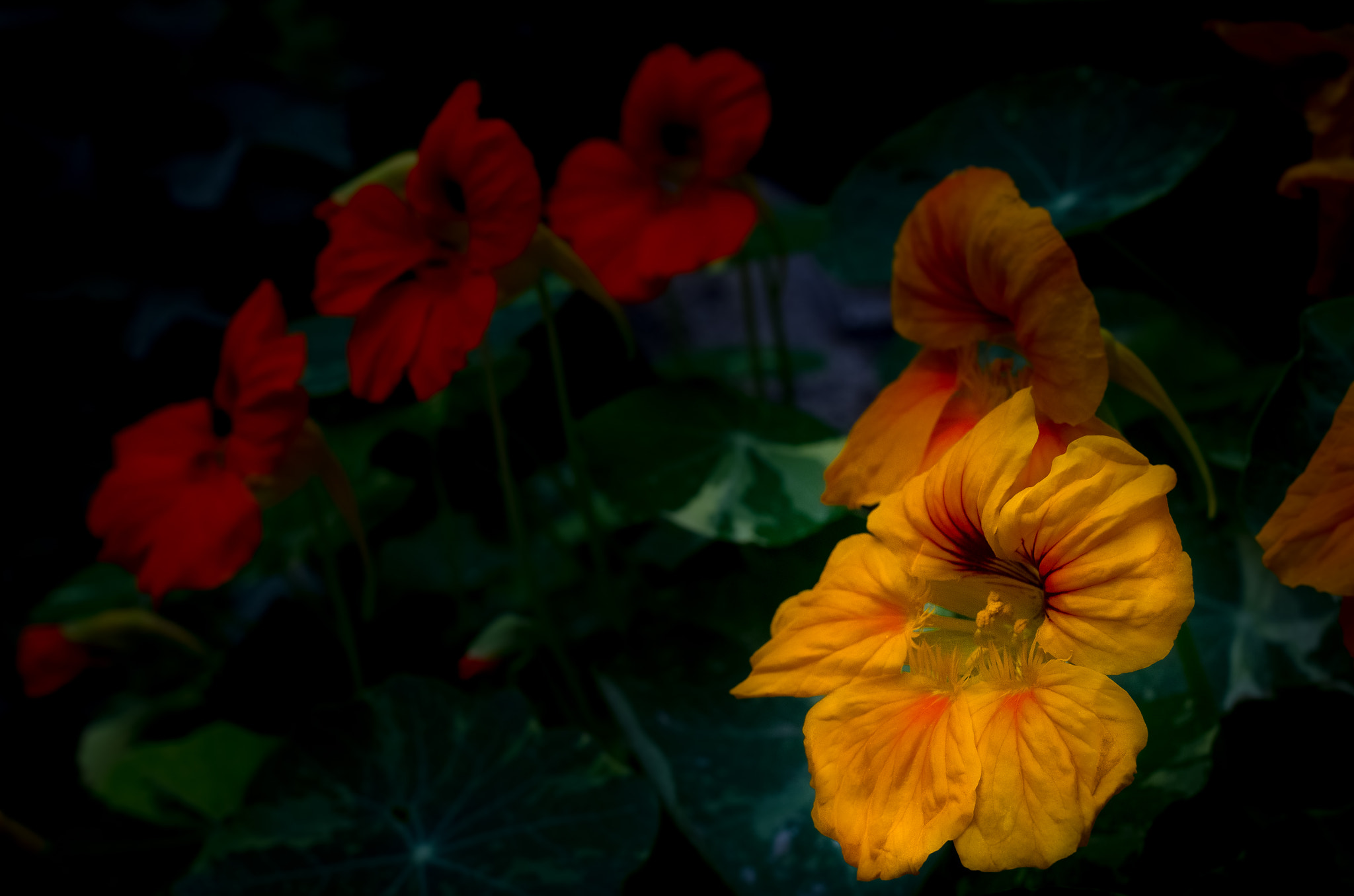 Pentax smc DA 35mm F2.8 Macro Limited sample photo. Nasturtium photography