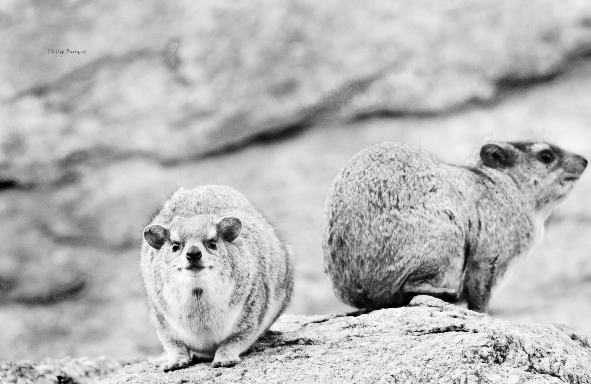 Canon EOS 600D (Rebel EOS T3i / EOS Kiss X5) + Canon EF 70-200mm F2.8L USM sample photo. Rock hyrax photography