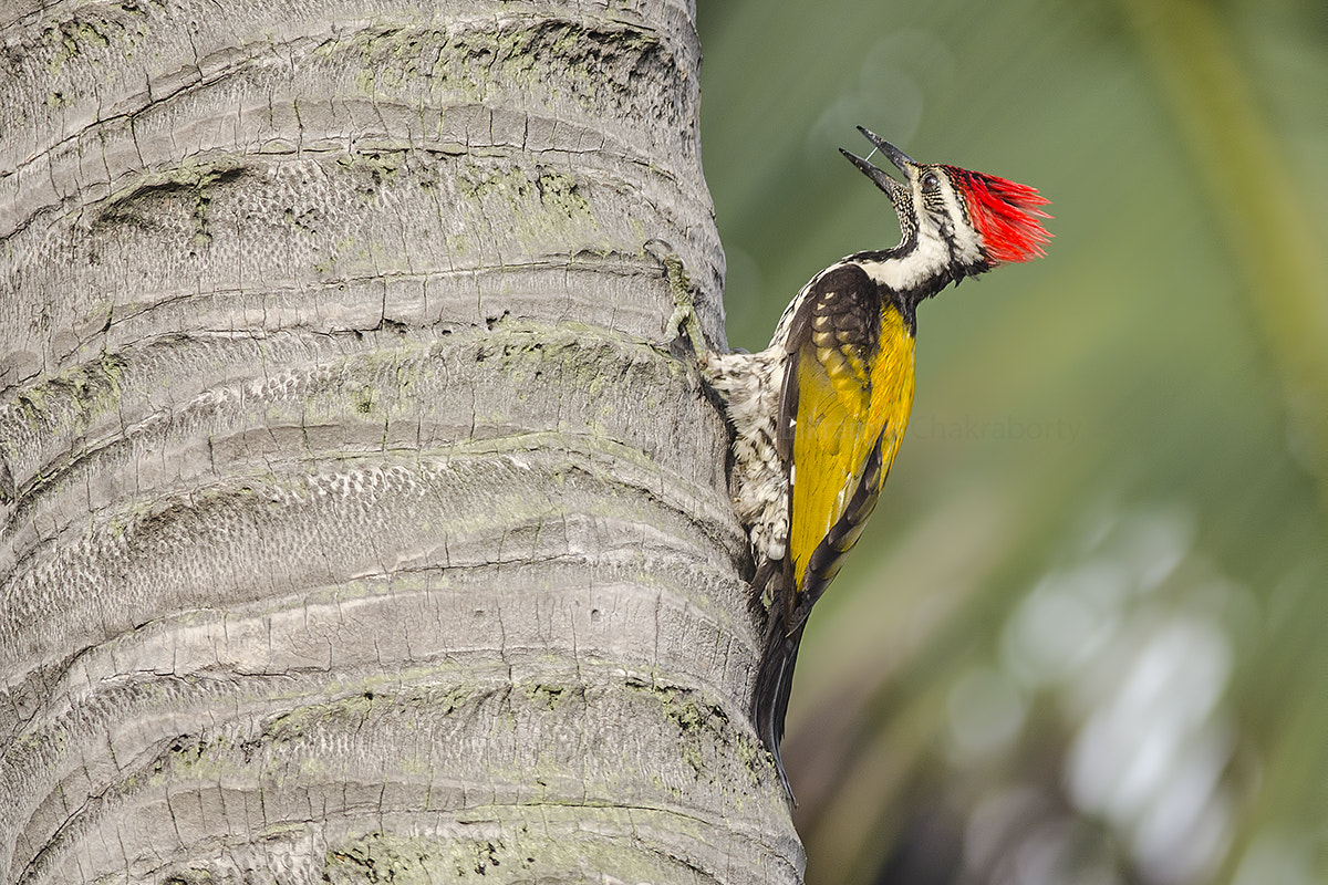 Nikon D7000 + Nikon AF-S Nikkor 300mm F4D ED-IF sample photo. Woody business... photography