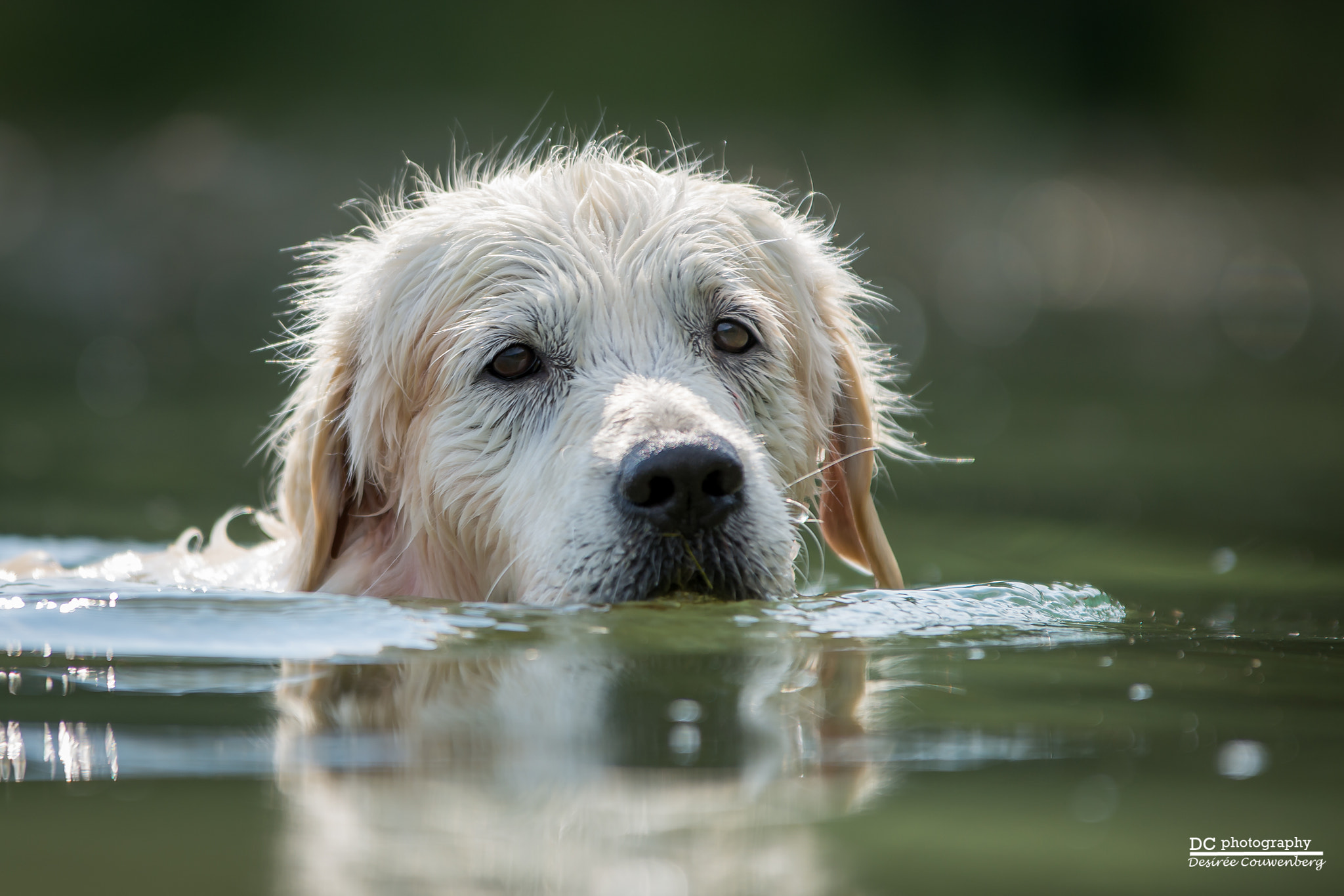 Sigma 70-200mm F2.8 EX DG OS HSM sample photo. Golden retriever mr. bjork loves water photography