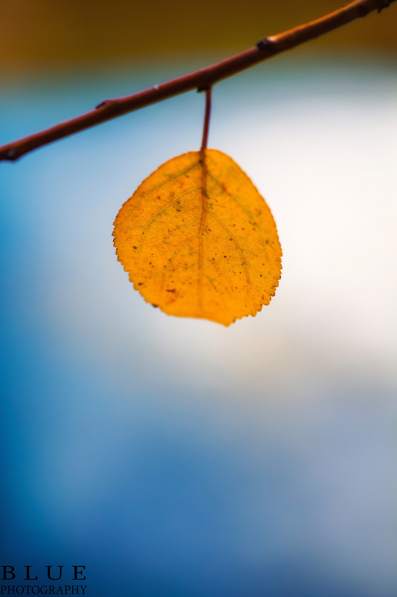 Canon EF 100mm F2.8 Macro USM sample photo. Leaf photography