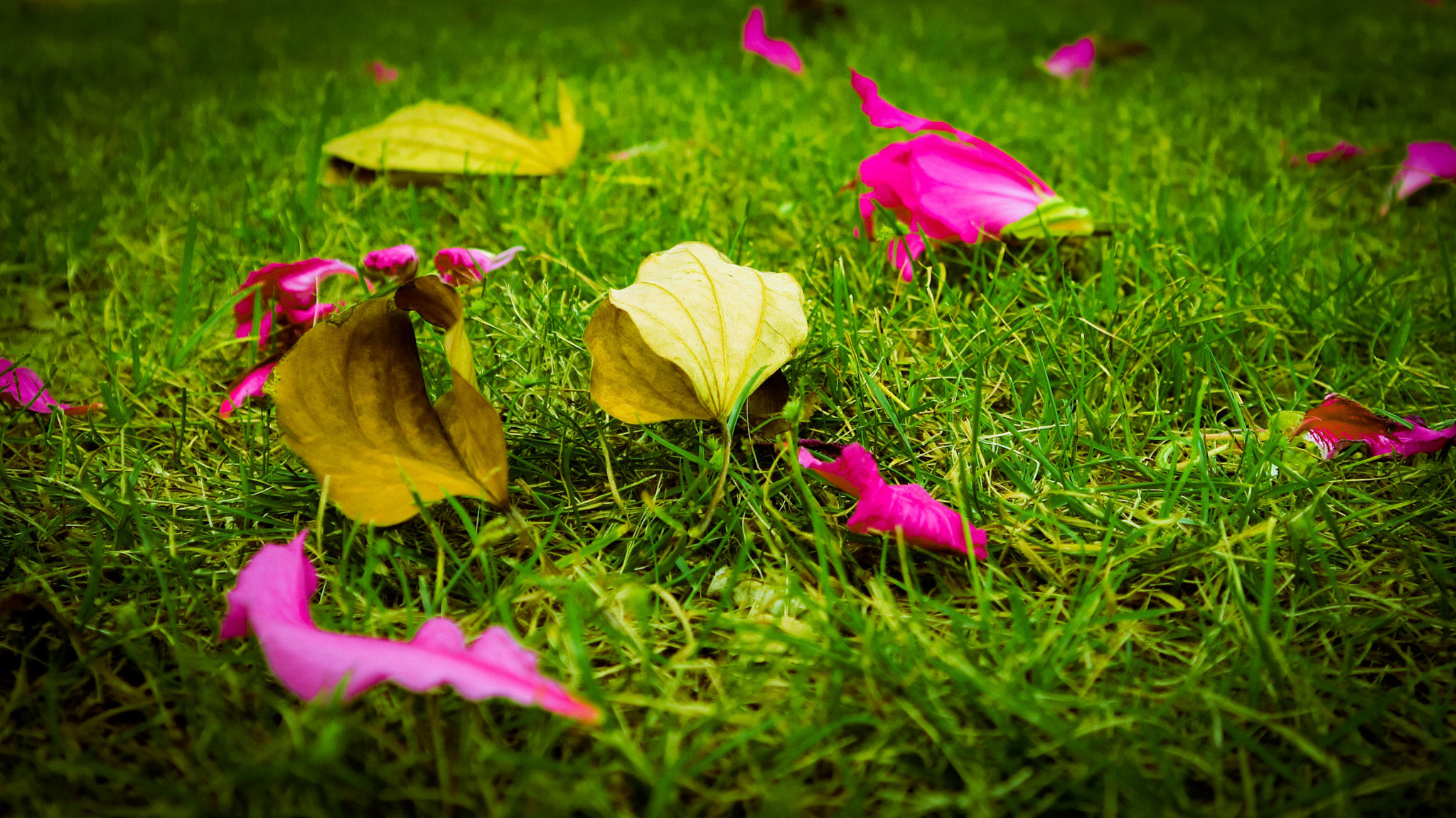 Canon EOS M3 sample photo. Withered flowers and leaf photography