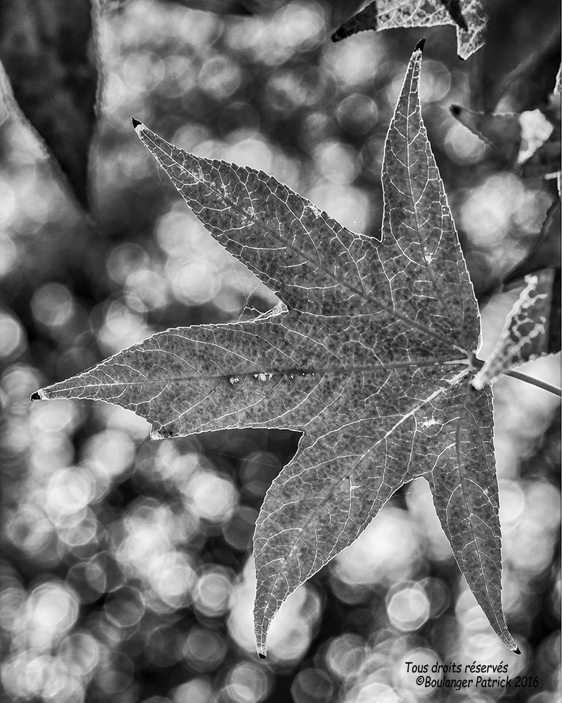 Tokina AT-X Pro 100mm F2.8 Macro sample photo. Feuille photography
