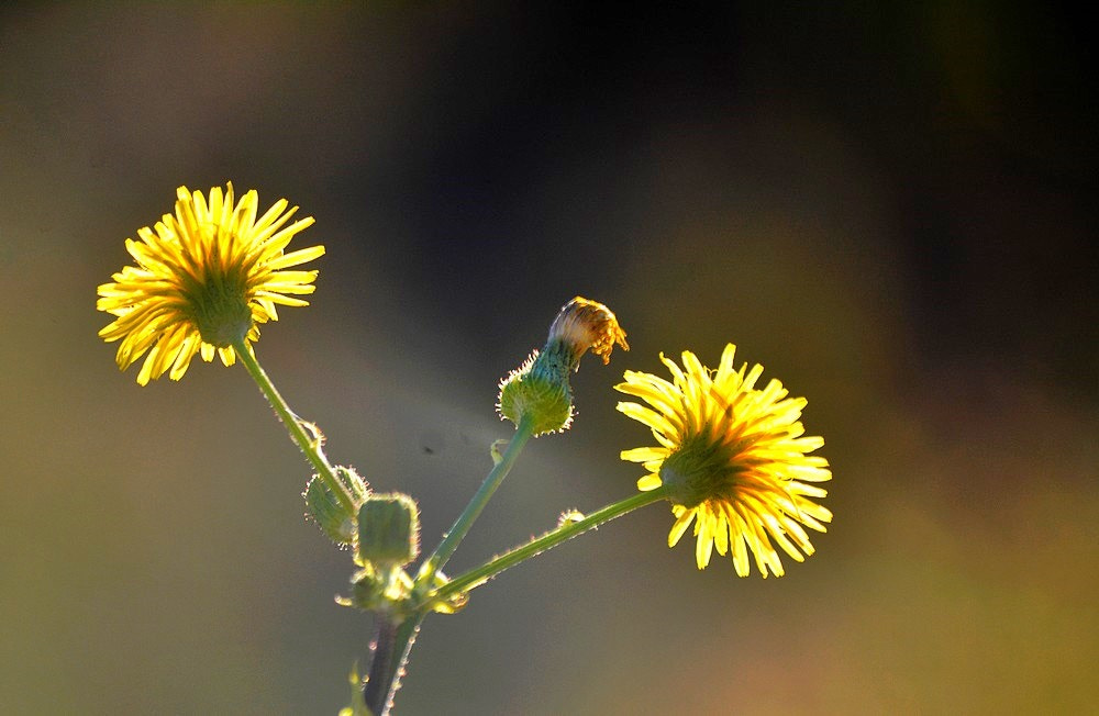 Nikon D7100 sample photo. Novembre - nature - detail photography