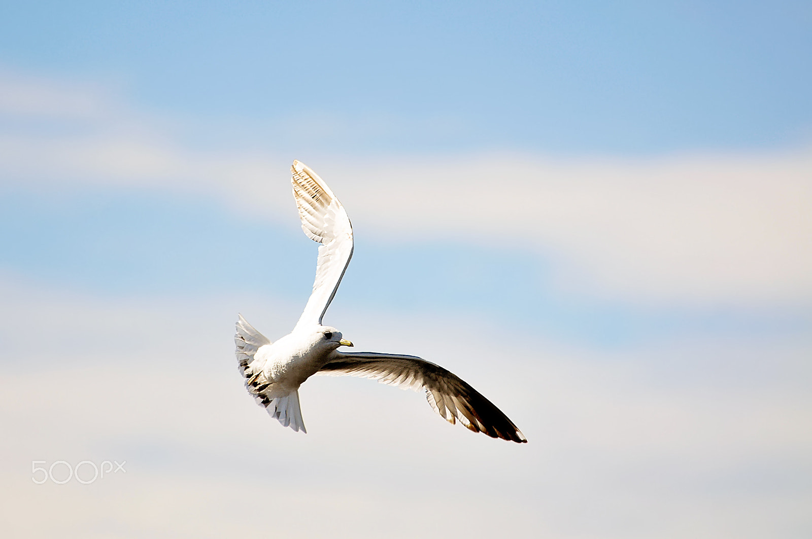 Nikon D300 + Nikon AF Nikkor 80-400mm F4.5-5.6D ED VR sample photo. Seagull in the blue sky with clouds photography