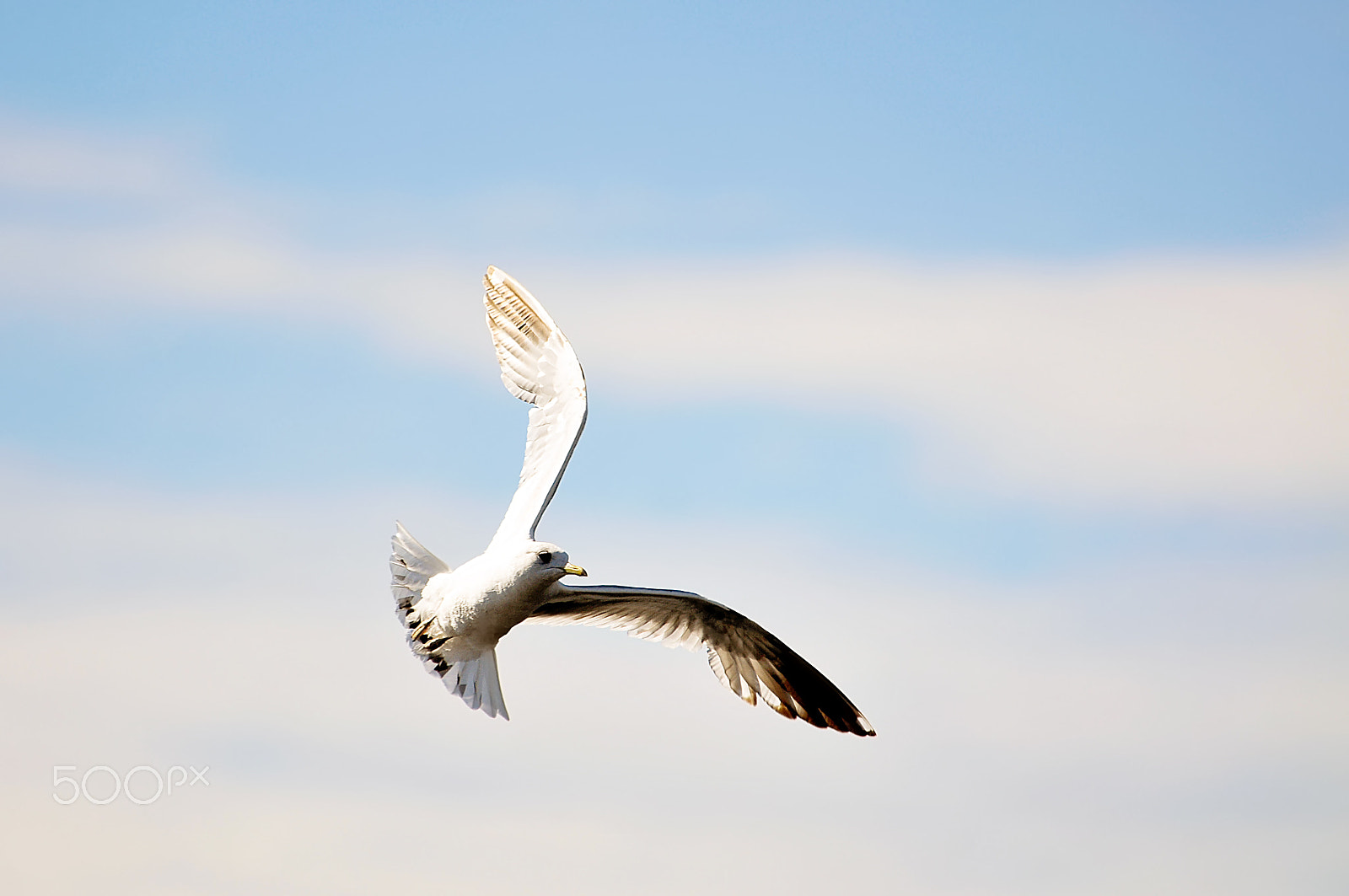 Nikon D300 sample photo. Seagull in the blue sky with clouds photography