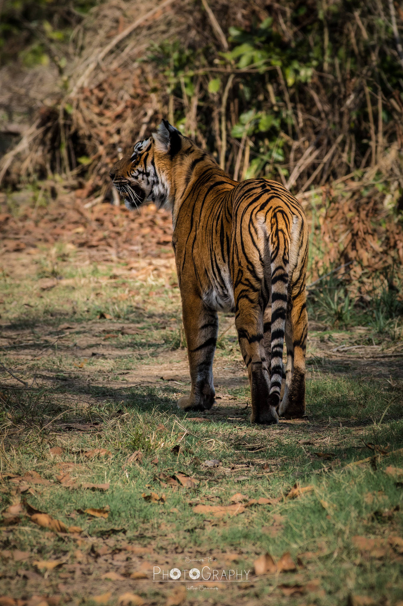 Pentax K-3 sample photo. Young tigress photography