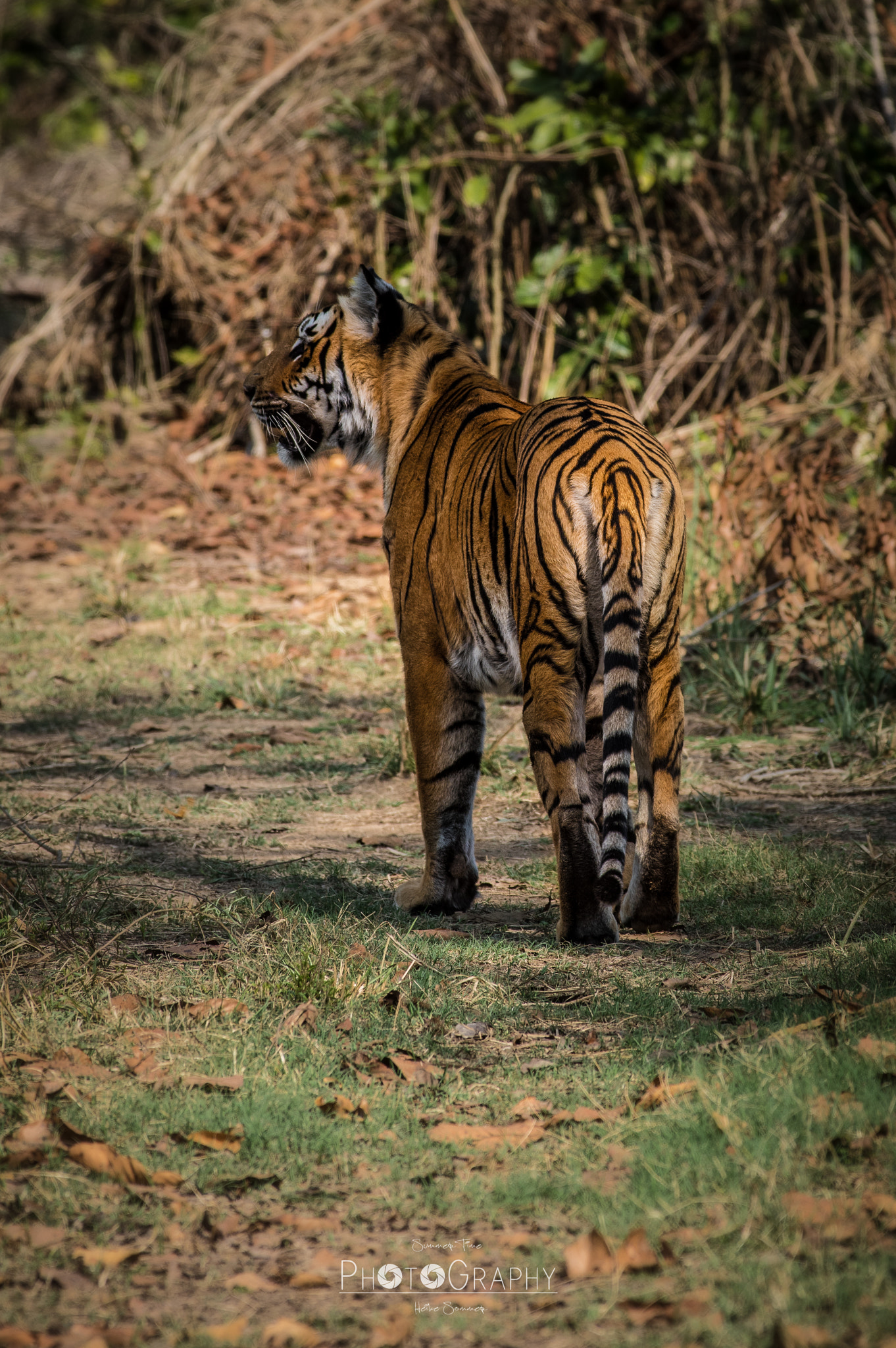 Pentax smc DA* 300mm F4.0 ED (IF) SDM sample photo. Young tigress photography