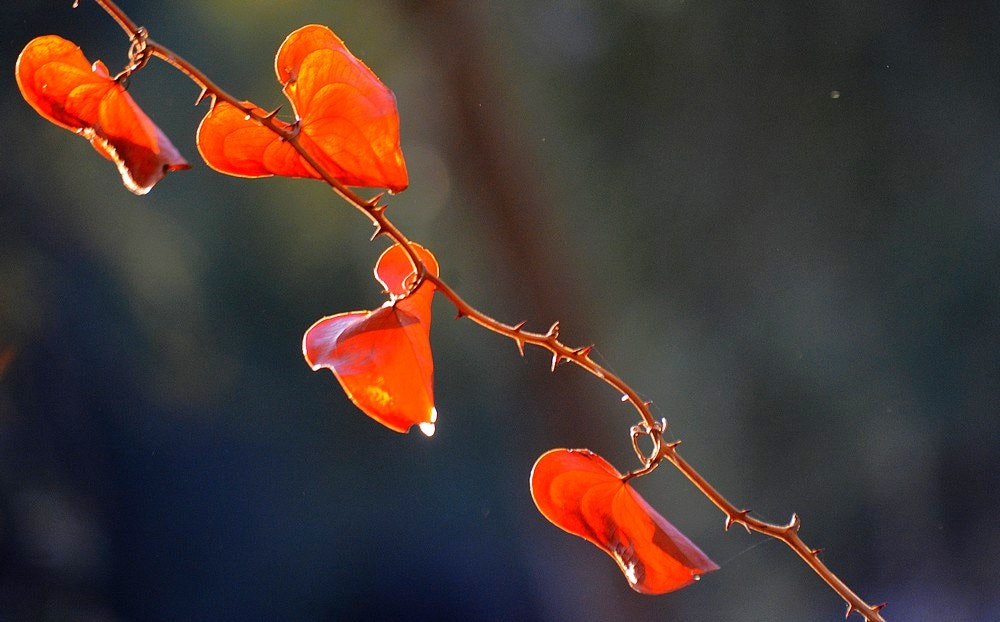 Sigma 70-300mm F4-5.6 APO Macro Super II sample photo. Novembre - nature - detail photography