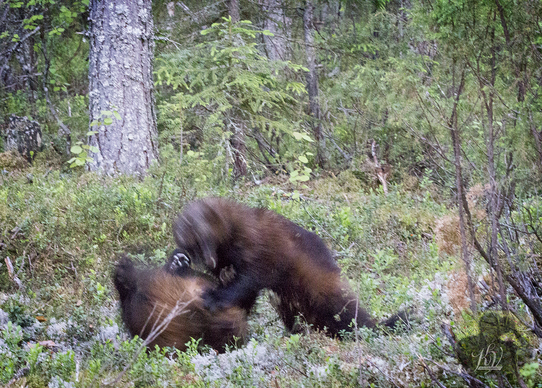 Canon EOS 60D + Sigma 150-600mm F5-6.3 DG OS HSM | C sample photo. The wolverines big fight photography