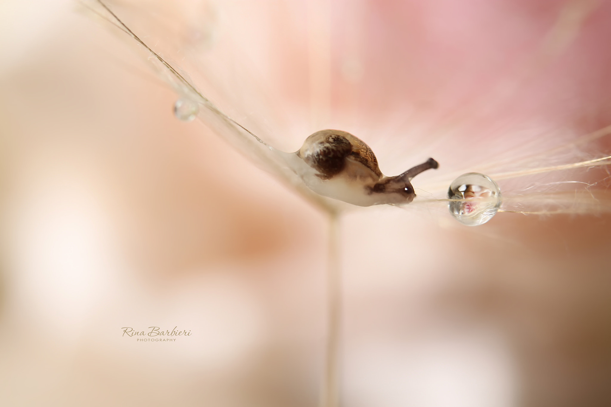 Sigma 105mm F2.8 EX DG OS HSM sample photo. Just a drink photography