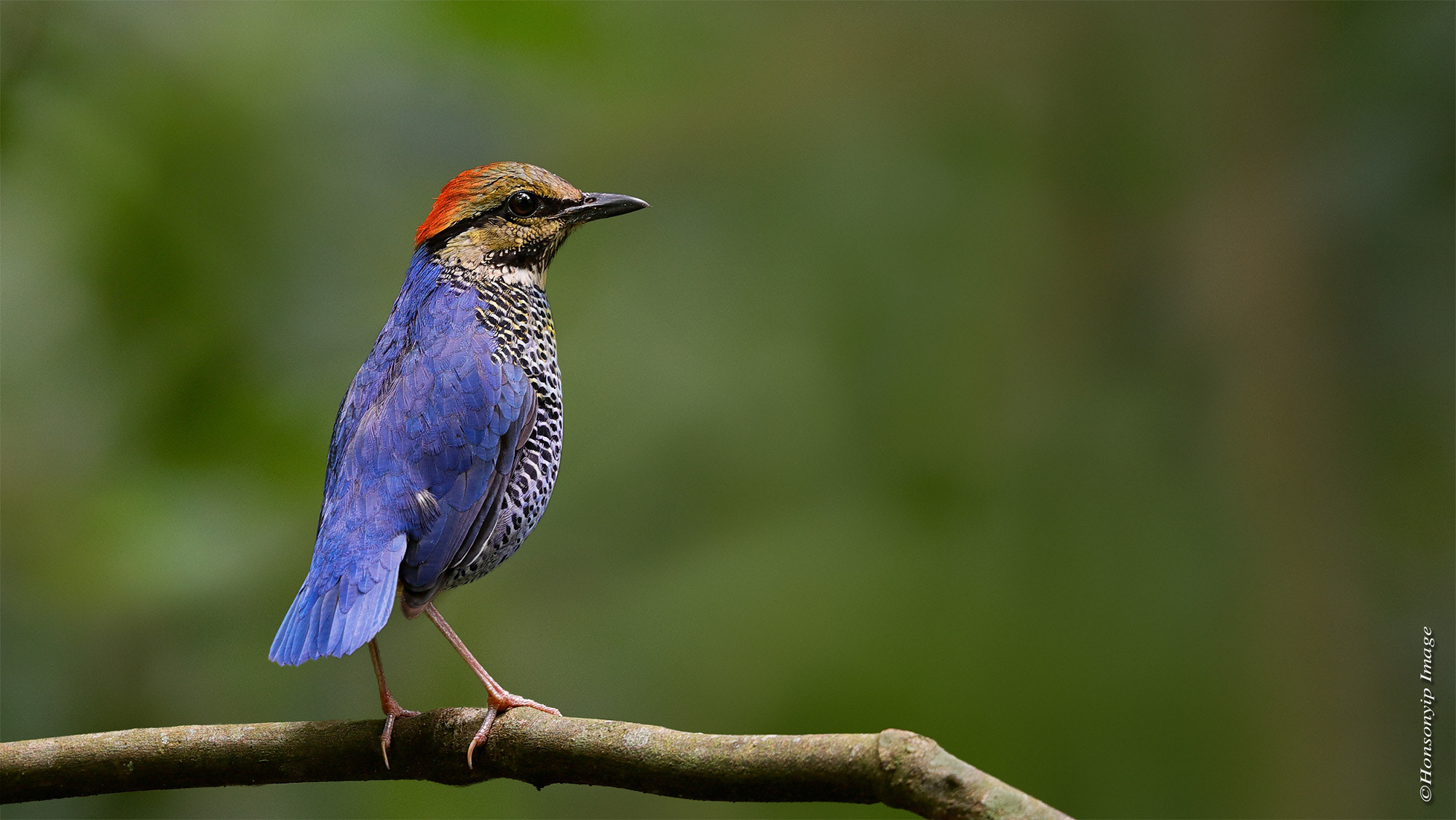 Canon EF 500mm F4L IS II USM sample photo. Bird of nature photography