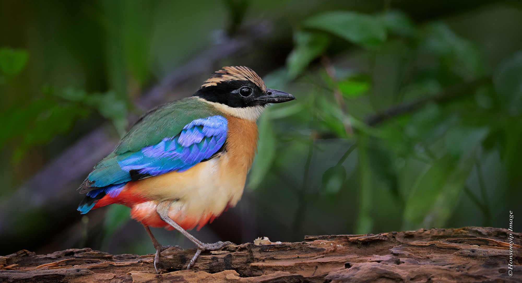 Canon EF 500mm F4L IS II USM sample photo. Bird of nature photography