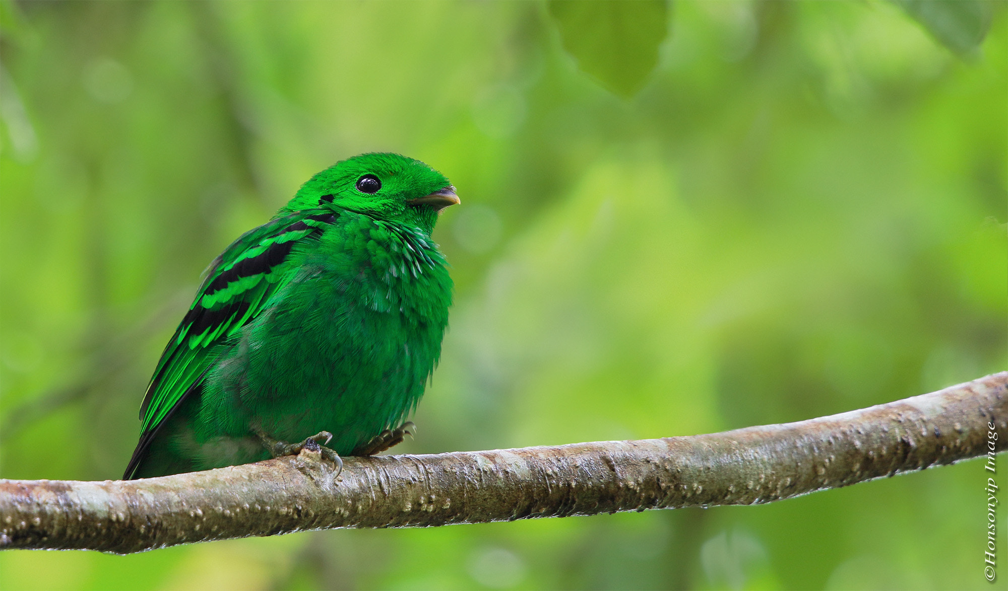 Canon EF 500mm F4L IS II USM sample photo. Bird of nature photography