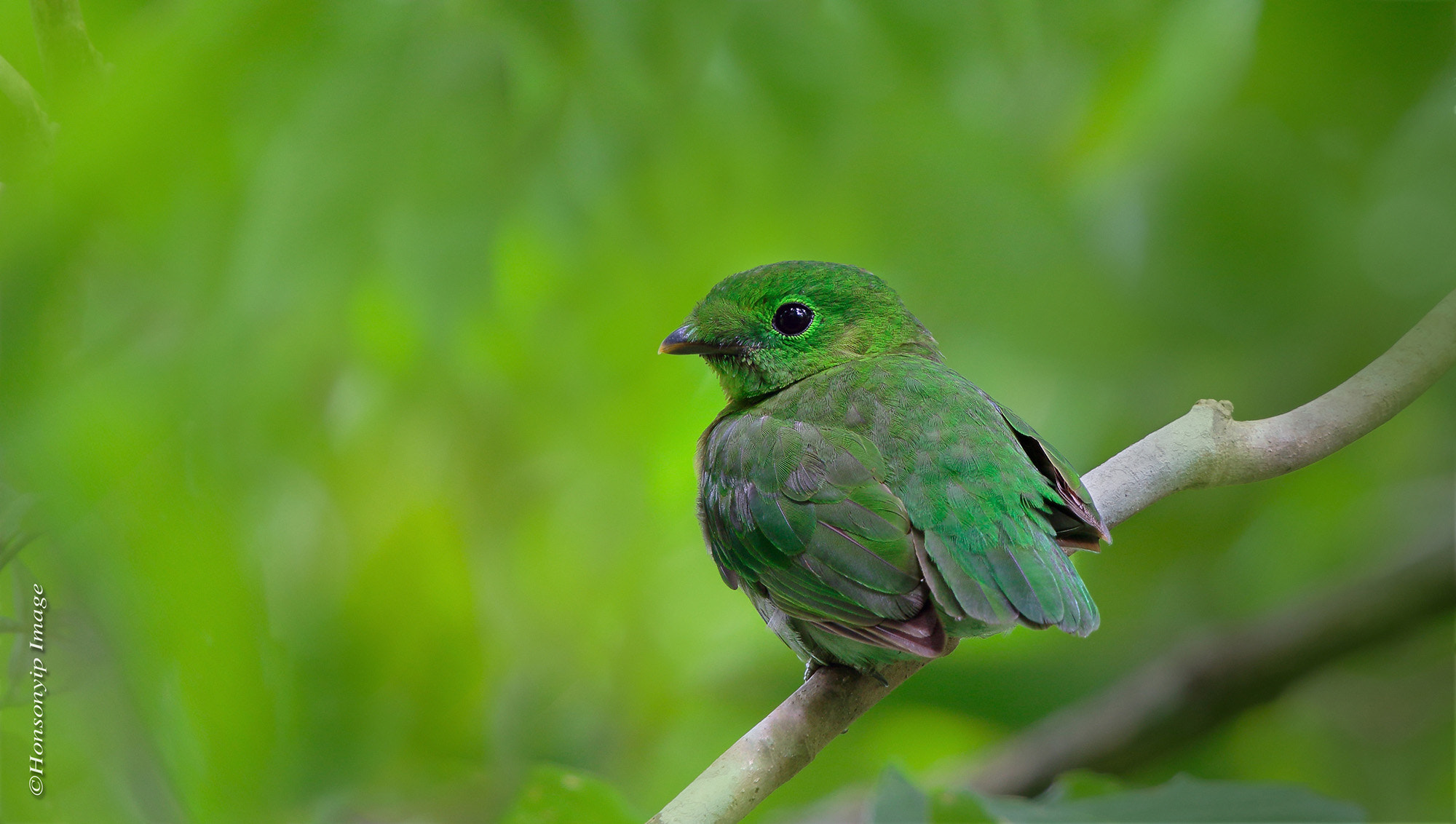 Canon EF 500mm F4L IS II USM sample photo. Bird of nature photography