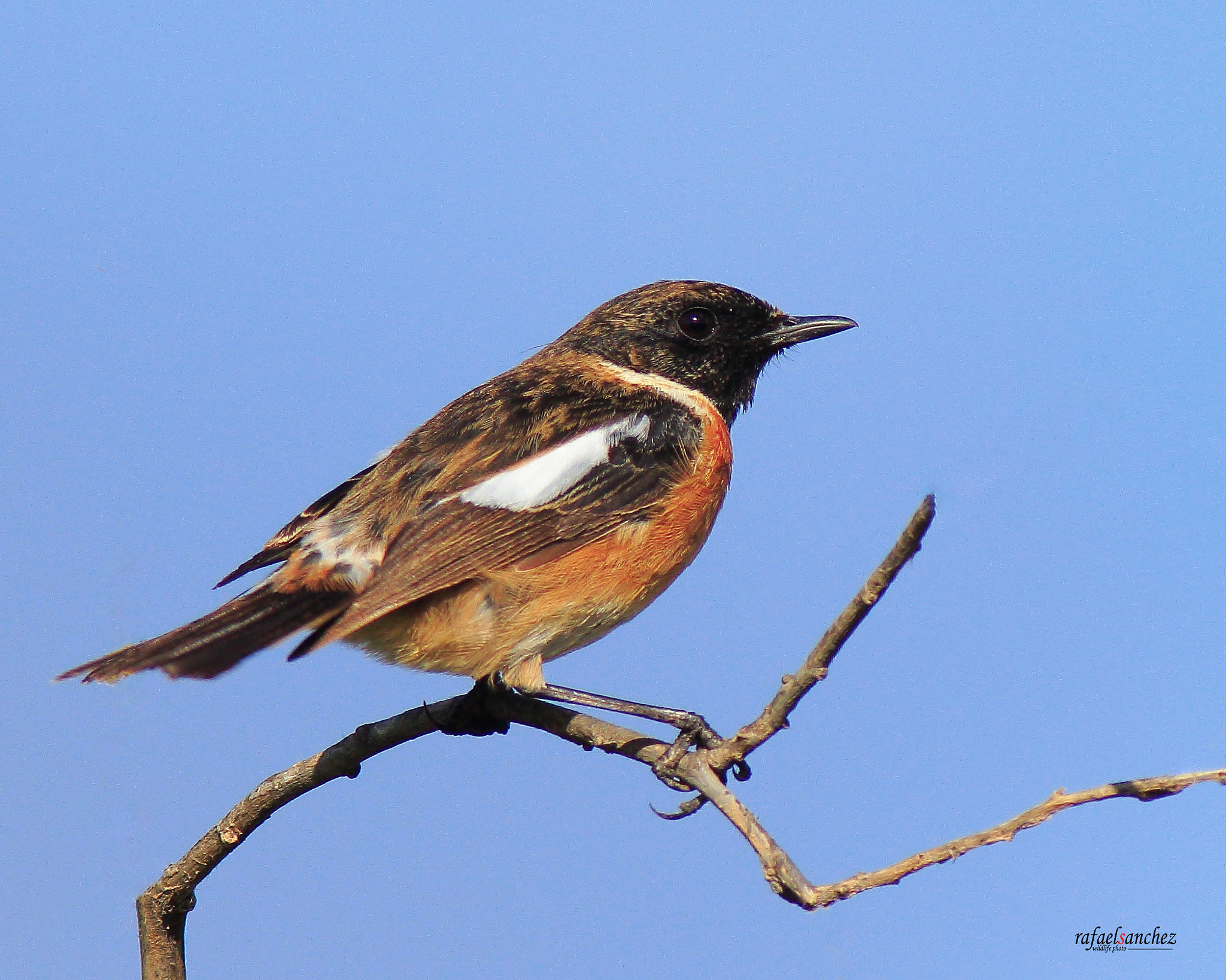 Canon EF 400mm F5.6L USM sample photo. Tarabilla comun - common stonechat photography