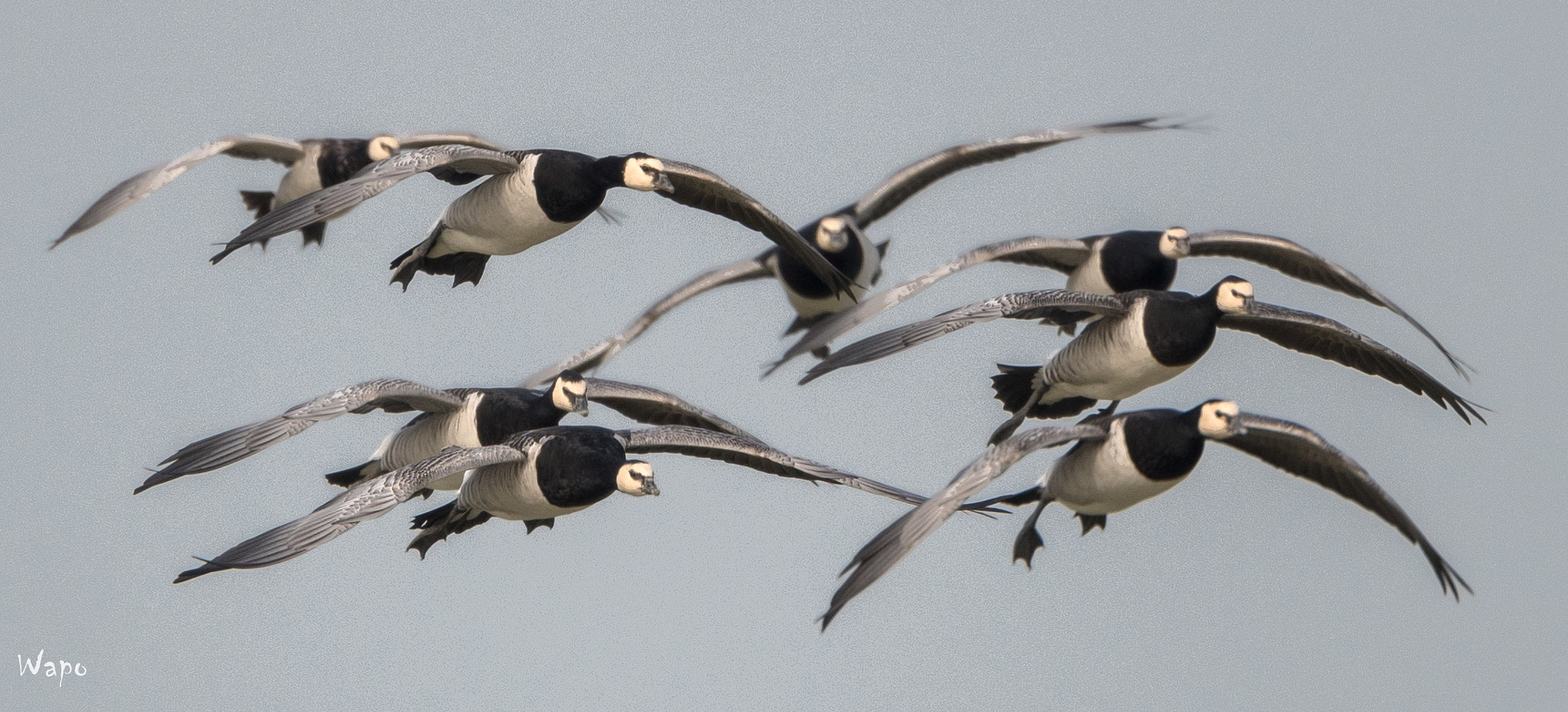 Nikon AF-S Nikkor 500mm F4E FL ED VR sample photo