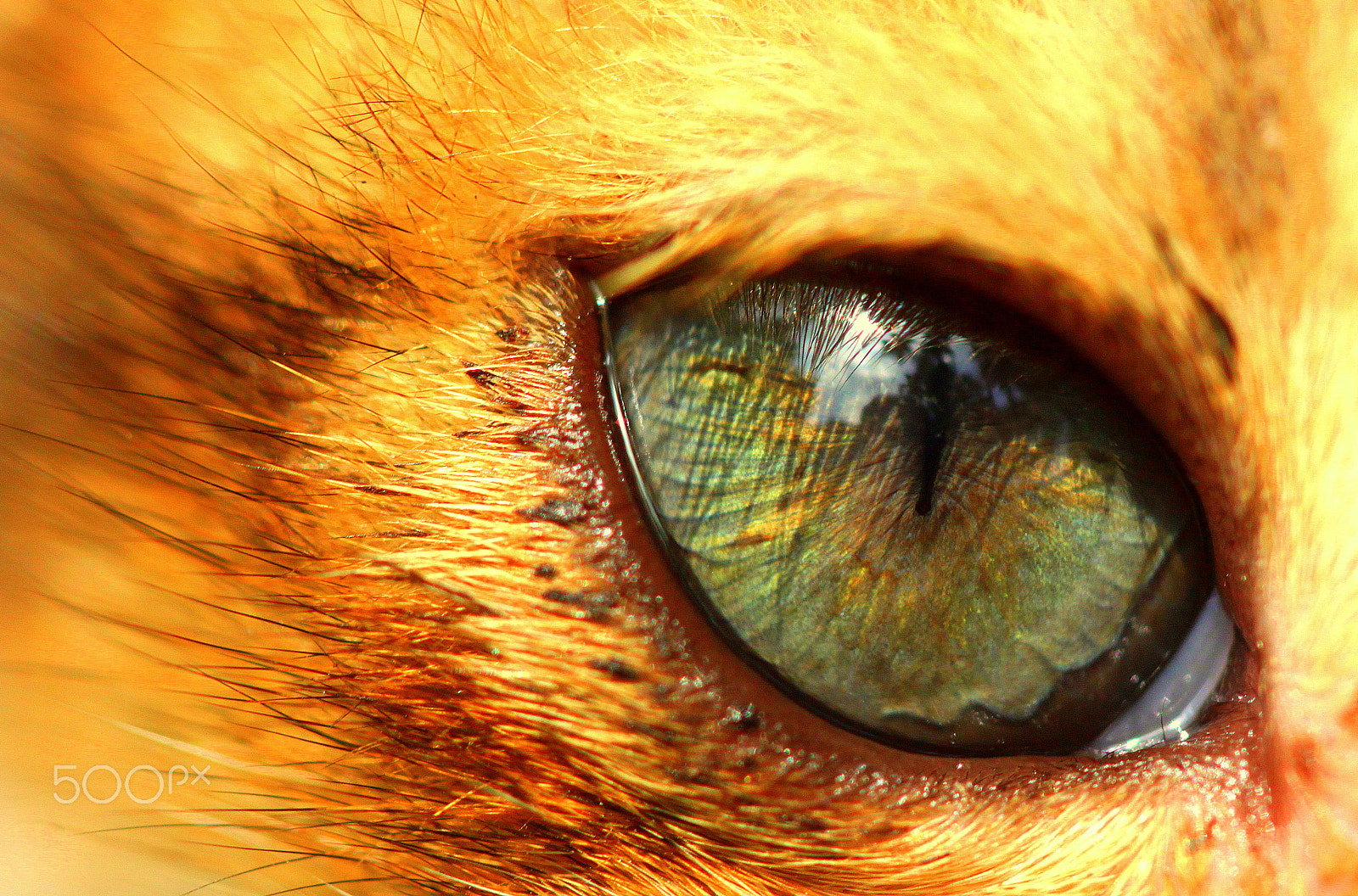 Canon EF 100mm F2.8 Macro USM sample photo. Eye of a kitten photography