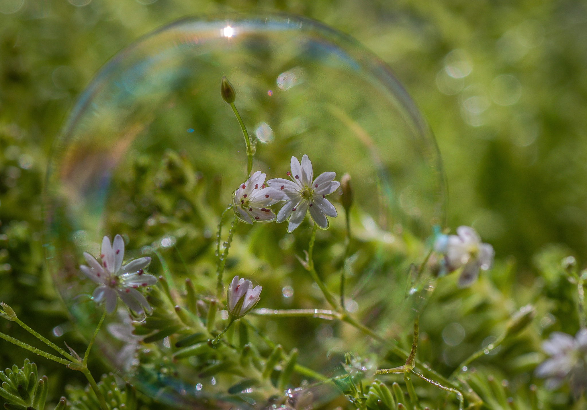 Nikon AF-S Micro-Nikkor 105mm F2.8G IF-ED VR sample photo. Planet princesses. Планета принцес. photography
