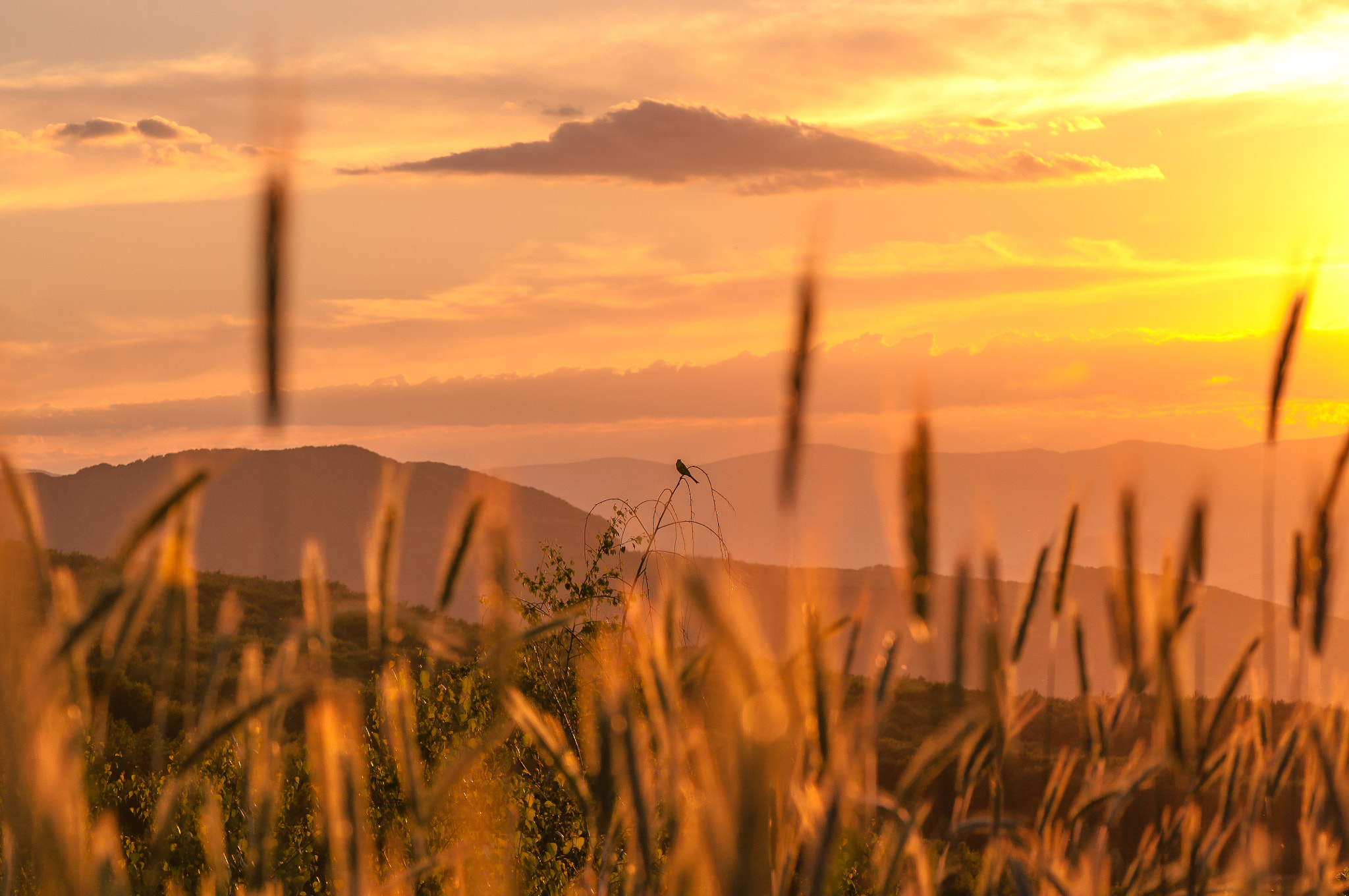 Nikon AF-S Micro-Nikkor 105mm F2.8G IF-ED VR sample photo. Golden sunset nightingale. Золотий захід солов'я. photography