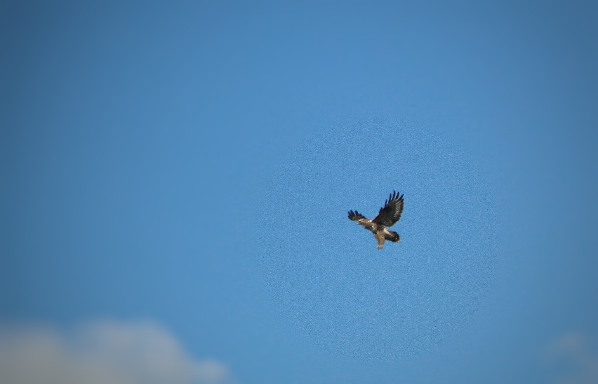 Canon EOS 70D + Sigma 18-125mm F3.8-5.6 DC OS HSM sample photo. Raptors photography
