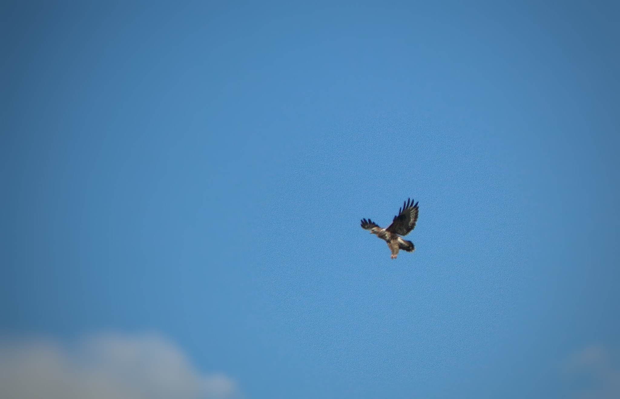 Sigma 18-125mm F3.8-5.6 DC OS HSM sample photo. Raptors photography