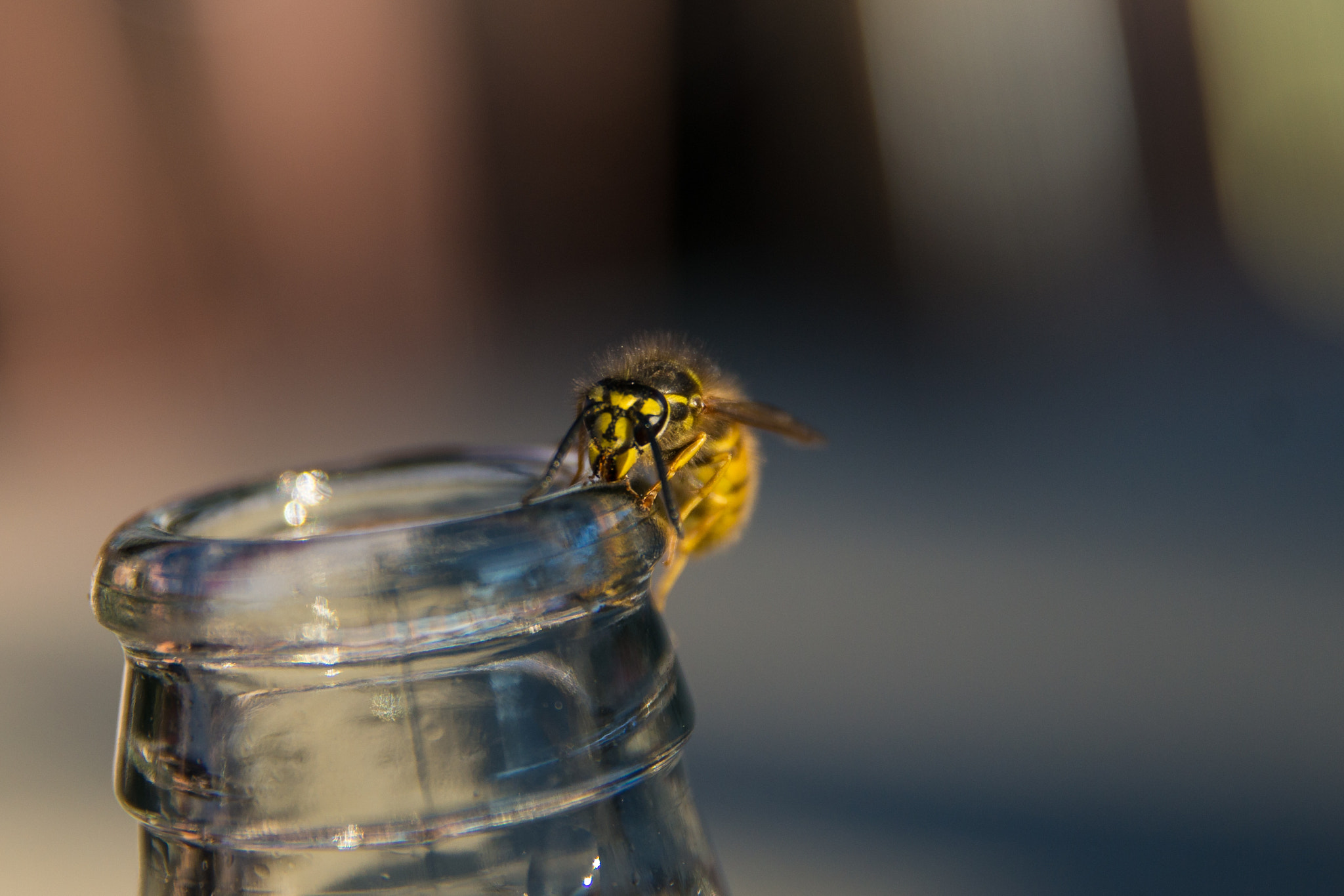 Sony a99 II sample photo. Thirsty wasp photography
