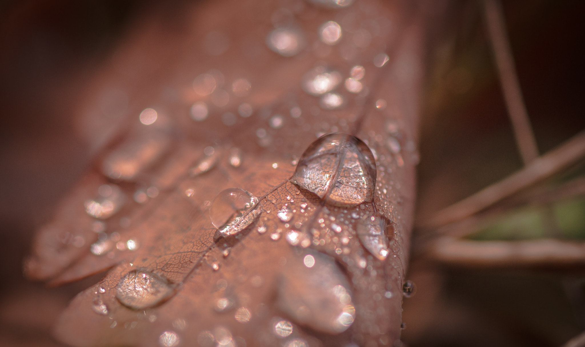 Nikon AF-S Micro-Nikkor 105mm F2.8G IF-ED VR sample photo. Water worlds. Водні світи. photography