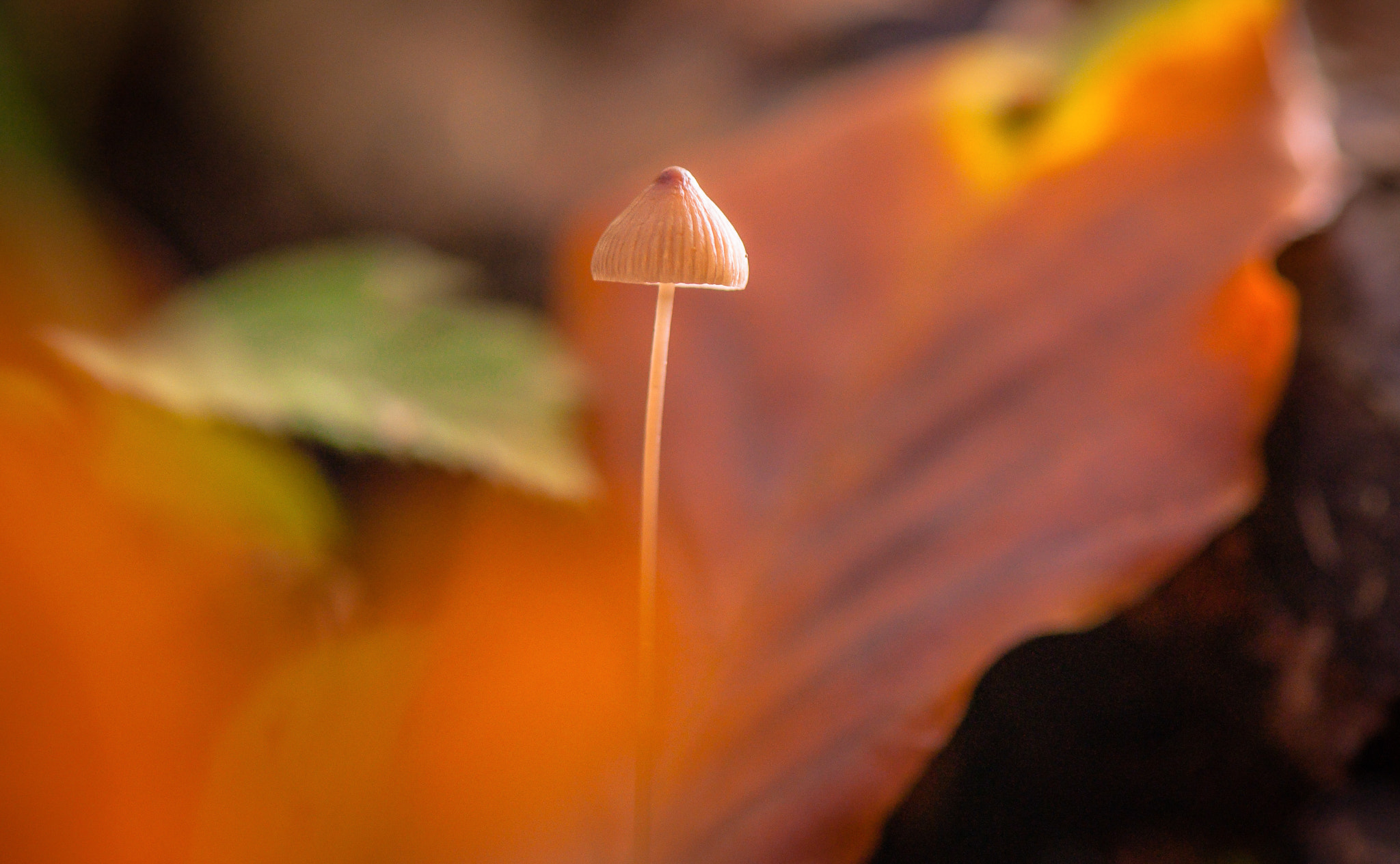 Nikon AF-S Micro-Nikkor 105mm F2.8G IF-ED VR sample photo. Suckling. Сисунець. photography