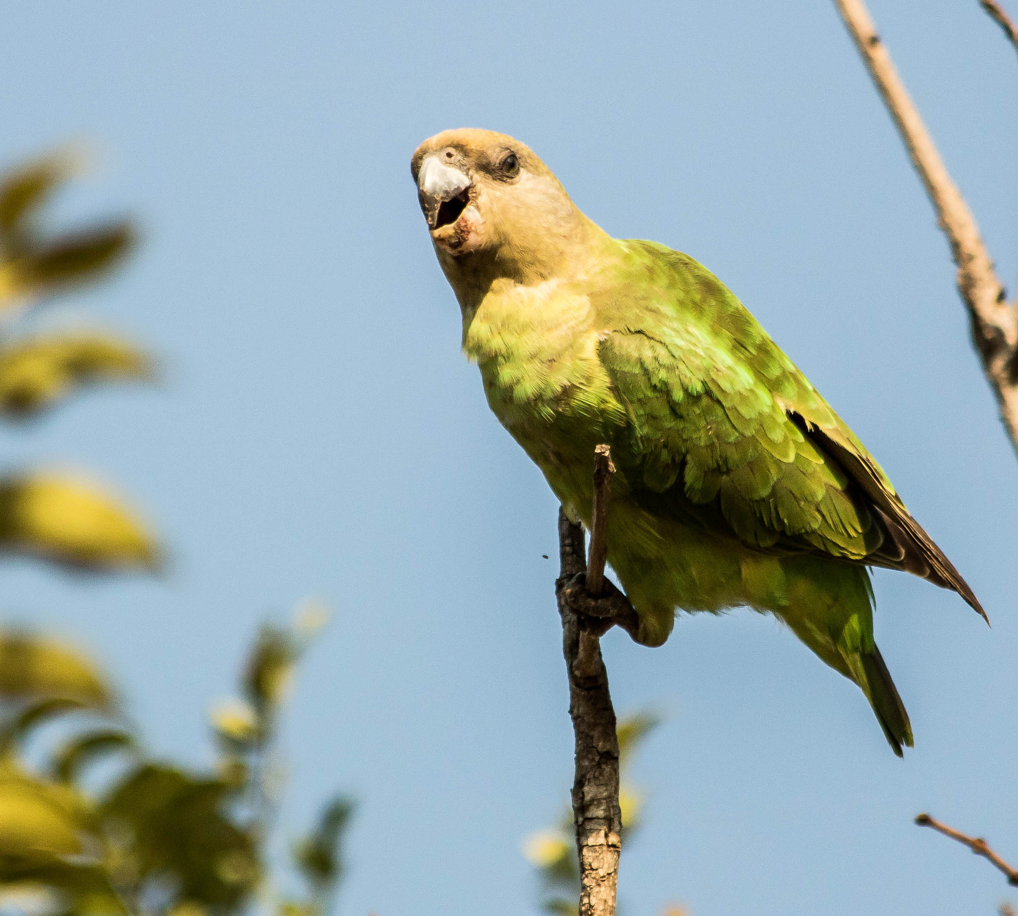 Canon EF 70-300mm F4-5.6 IS USM sample photo. Brown headed parrot photography