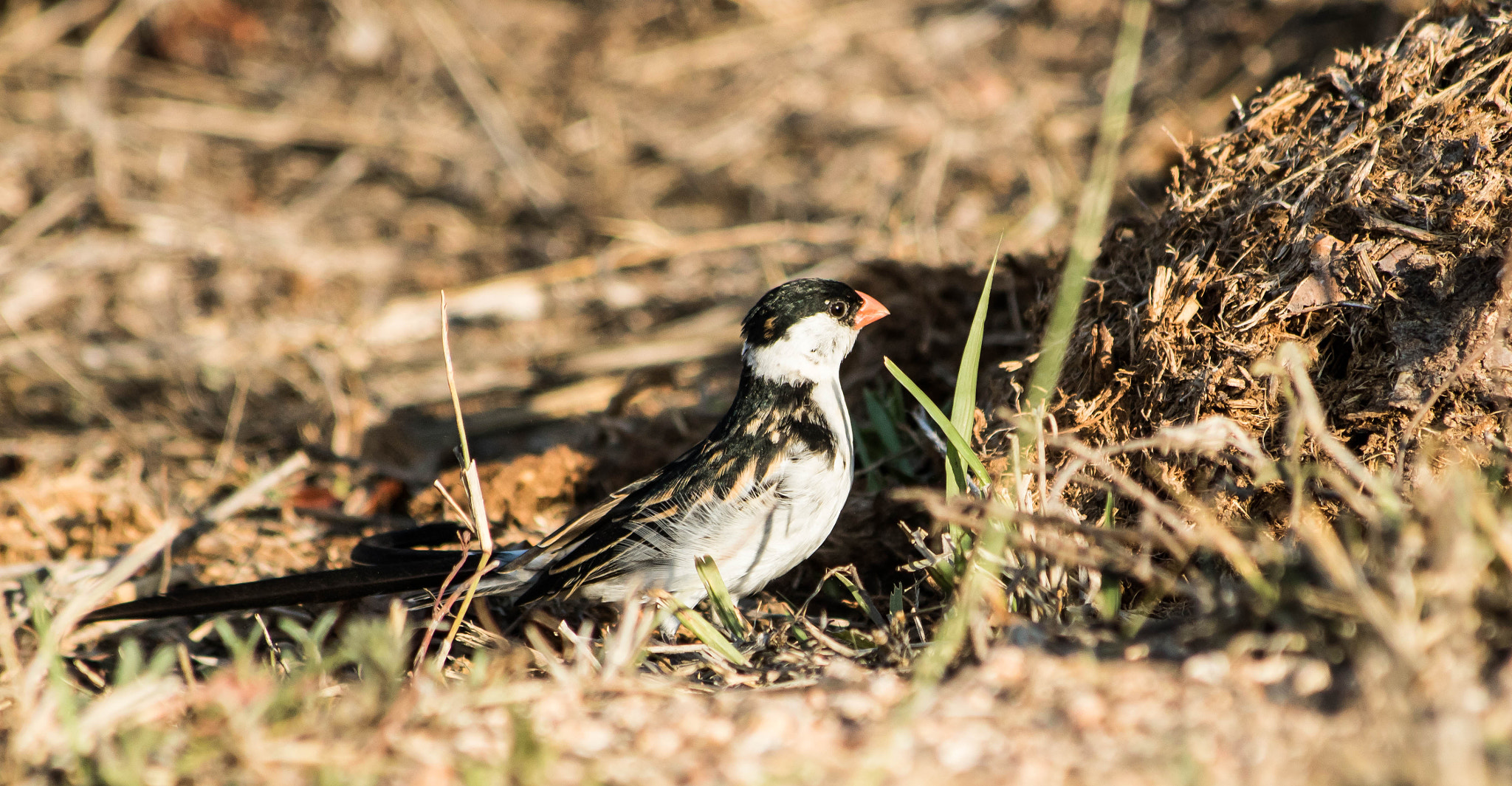 Canon EF 70-300mm F4-5.6 IS USM sample photo. Pin tailed whydah photography
