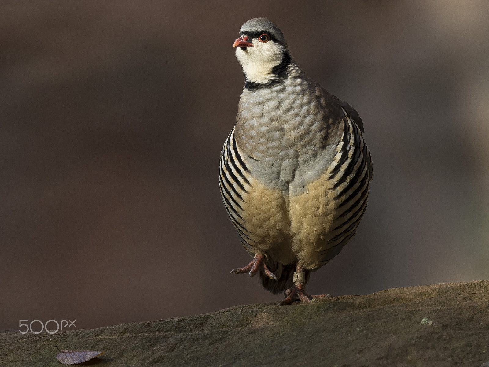 Olympus OM-D E-M1 + OLYMPUS M.300mm F4.0 sample photo. Rock partridge photography