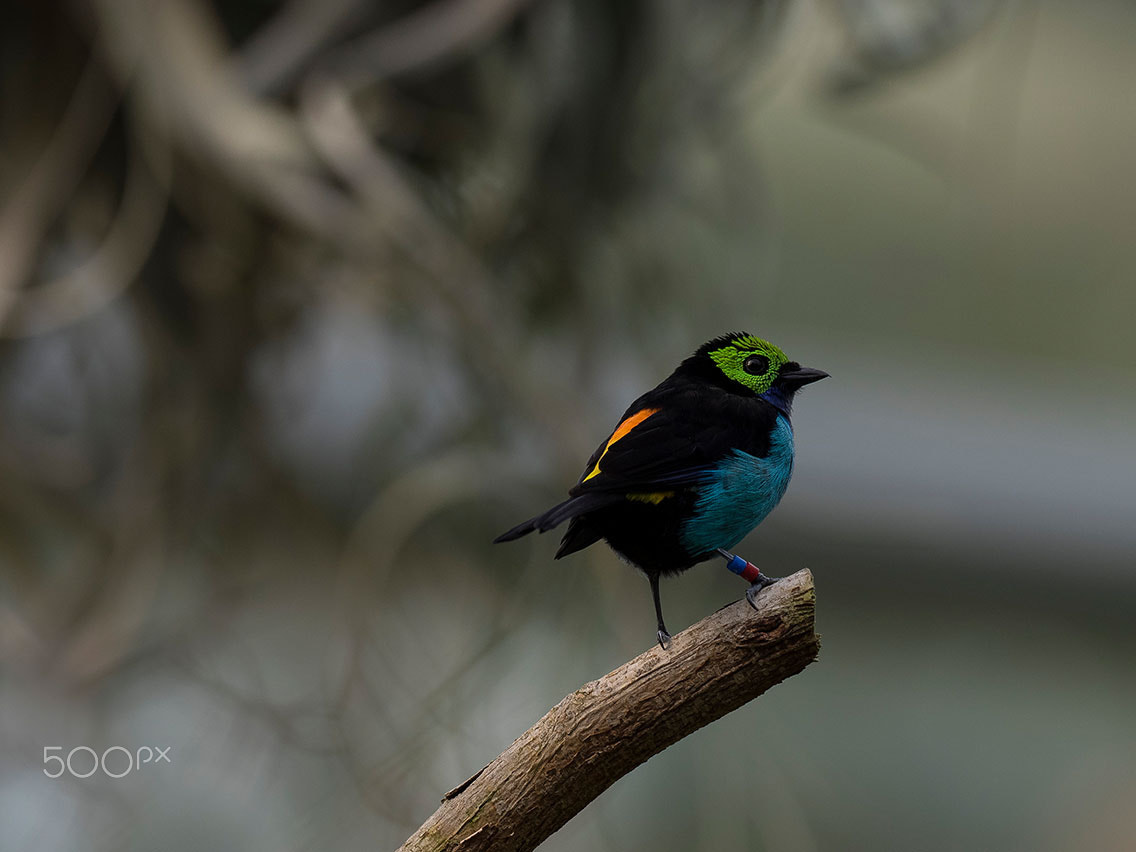 Olympus OM-D E-M1 + OLYMPUS M.300mm F4.0 sample photo. Paradise tanager photography