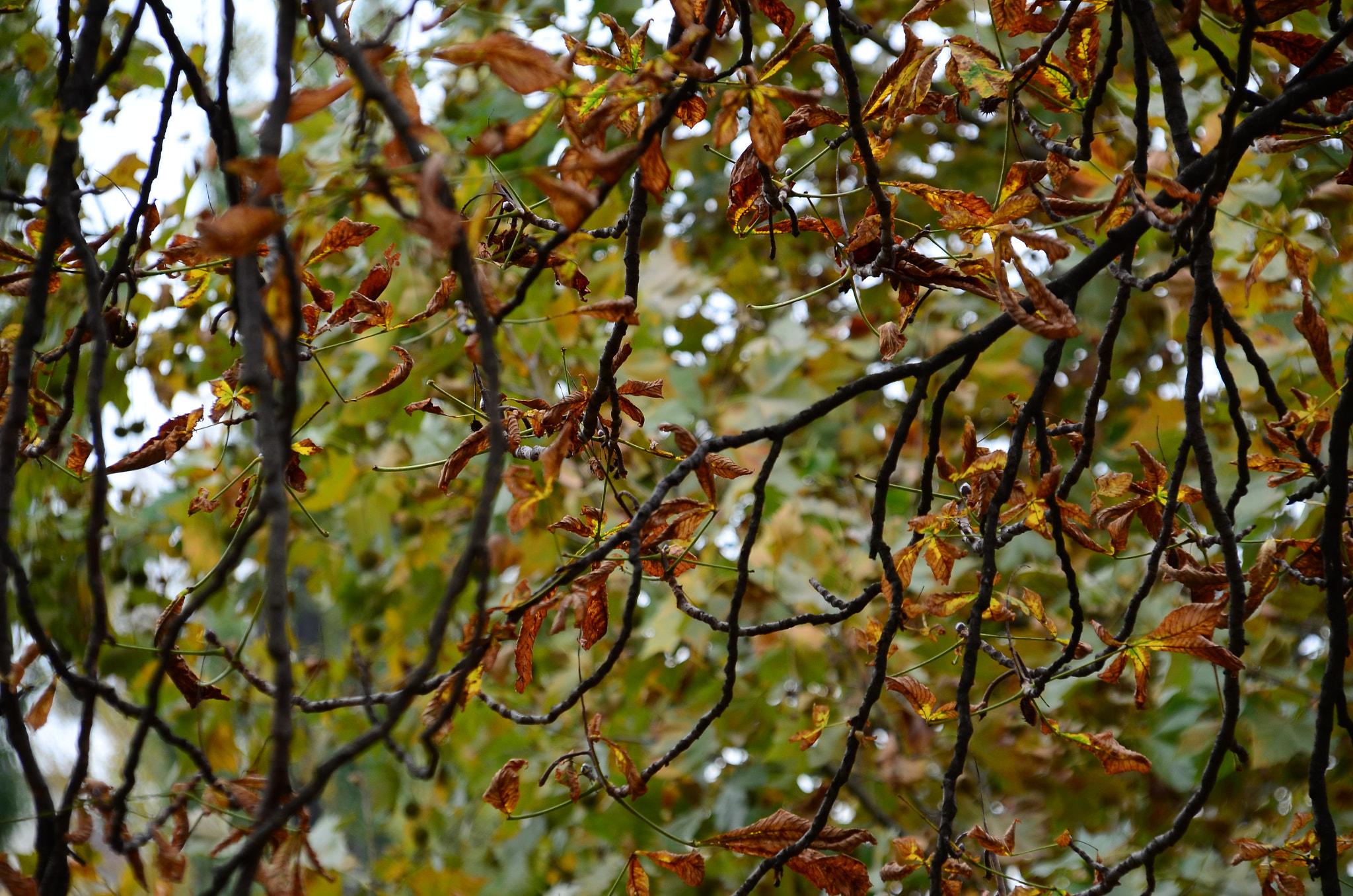 Sigma 18-200mm F3.5-6.3 DC OS HSM sample photo. Fall photography