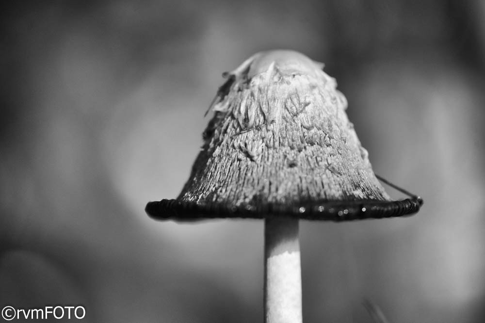 Nikon D3S sample photo. Hat photography