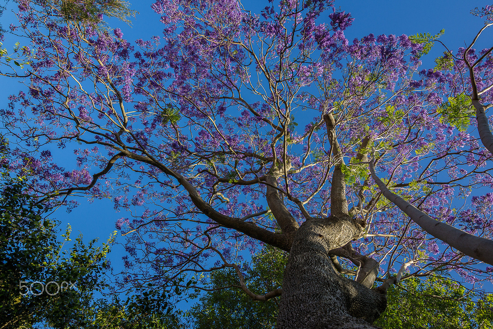 Canon EOS 60D sample photo. Jakaranda photography