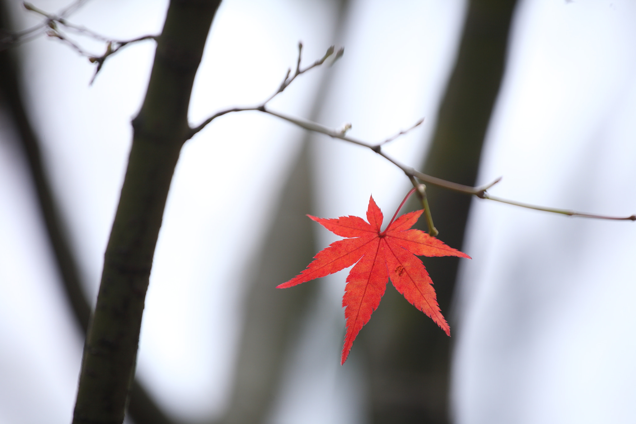 Canon EOS 5D + Canon EF 70-200mm F4L IS USM sample photo. Maple photography