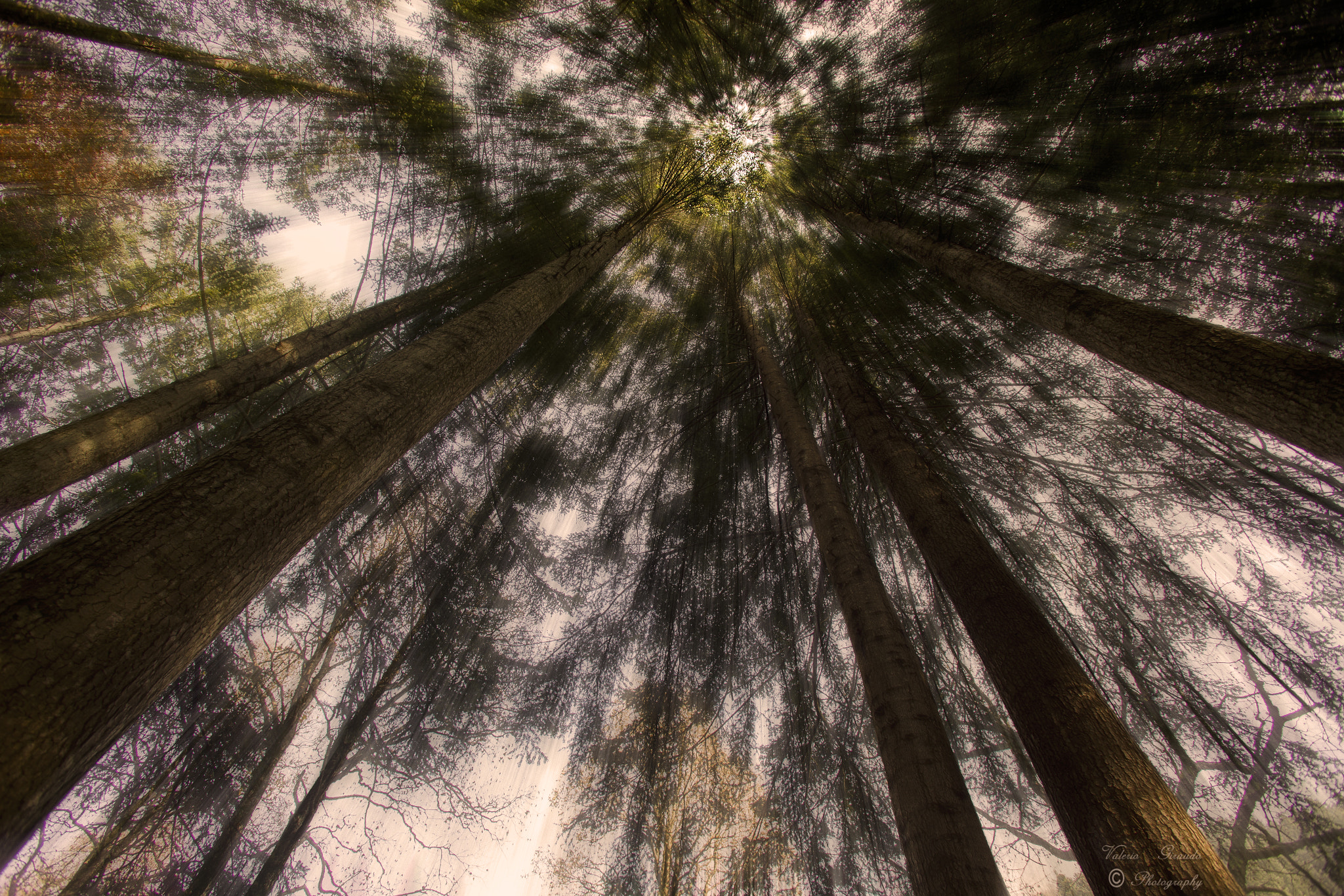 Canon EOS 6D + Canon EF 17-35mm f/2.8L sample photo. The forest photography