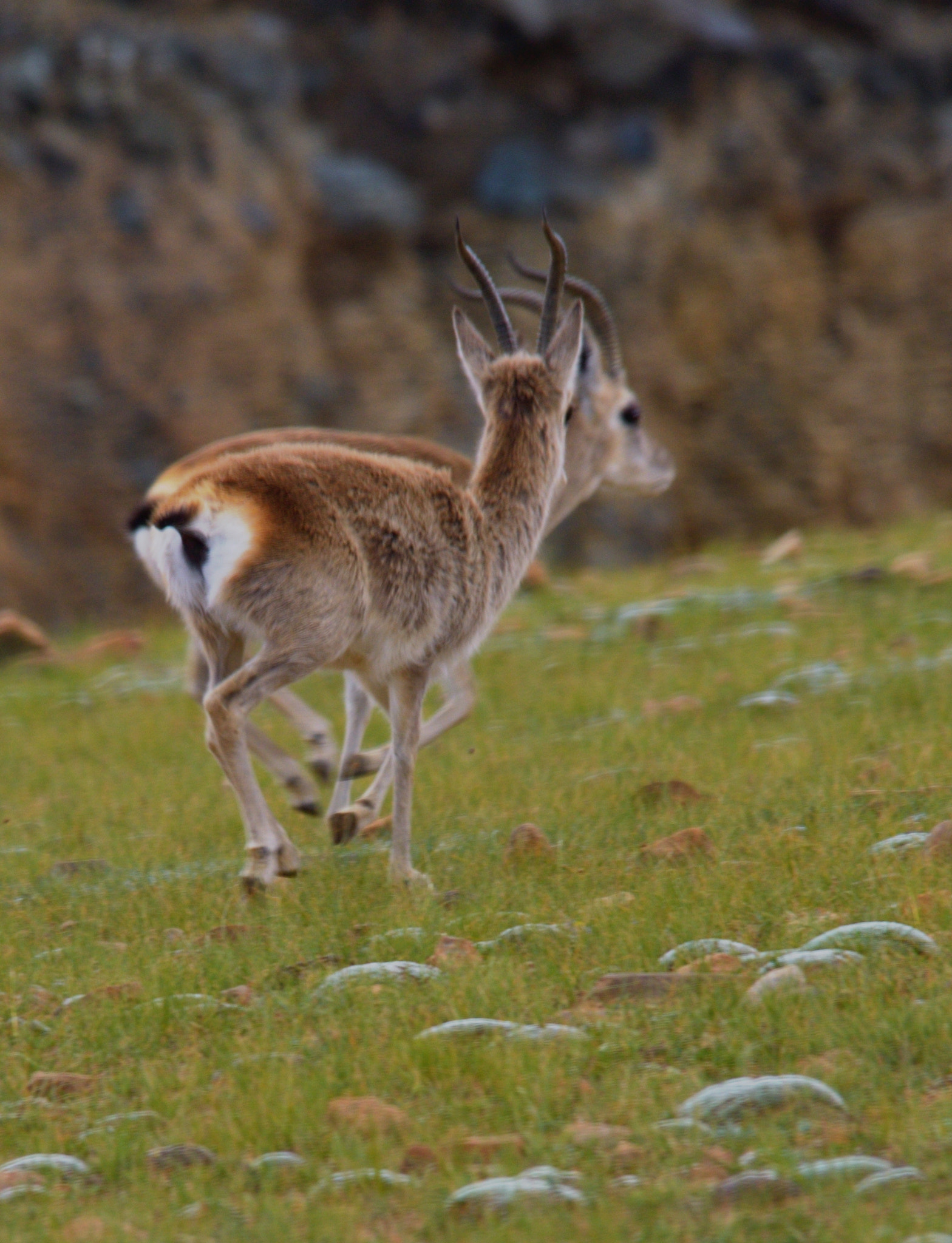 Sigma 150-500mm F5-6.3 DG OS HSM sample photo. Two running tibet gorals photography