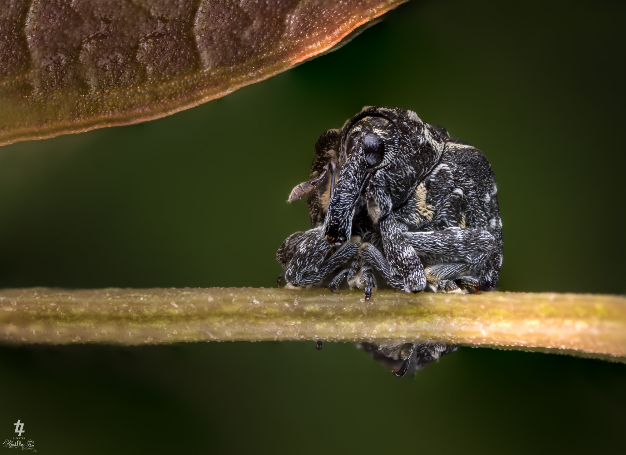 Canon MP-E 65mm F2.5 1-5x Macro Photo sample photo. Weevil photography