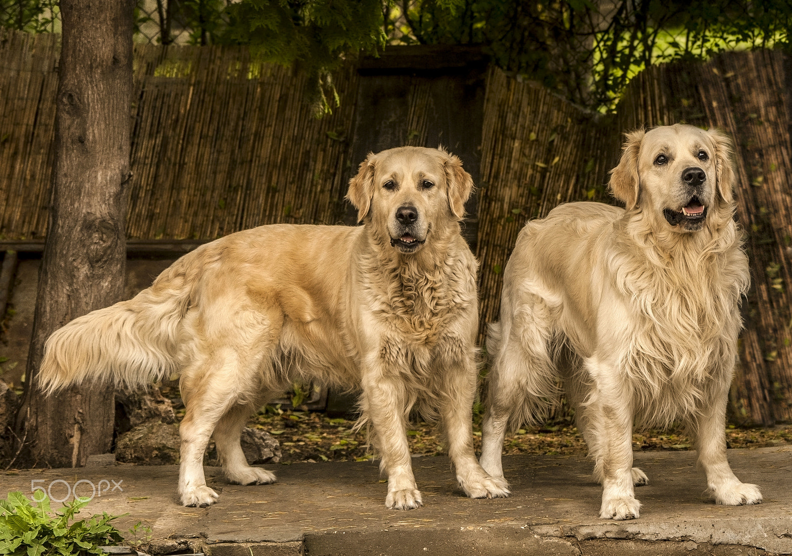 Canon EF 100-300mm F4.5-5.6 USM sample photo. Two goldens photography