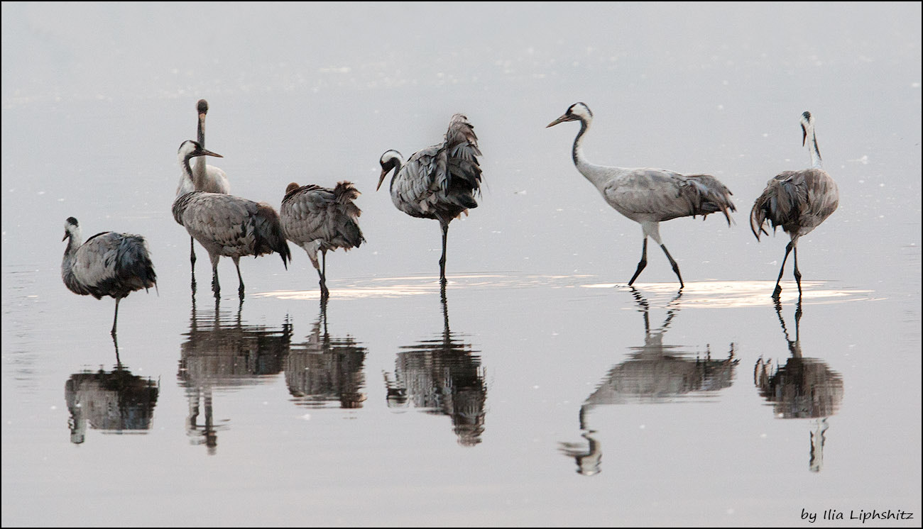 Canon EOS-1D Mark III + Canon EF 300mm F2.8L IS USM sample photo. Morning cranes №10 photography