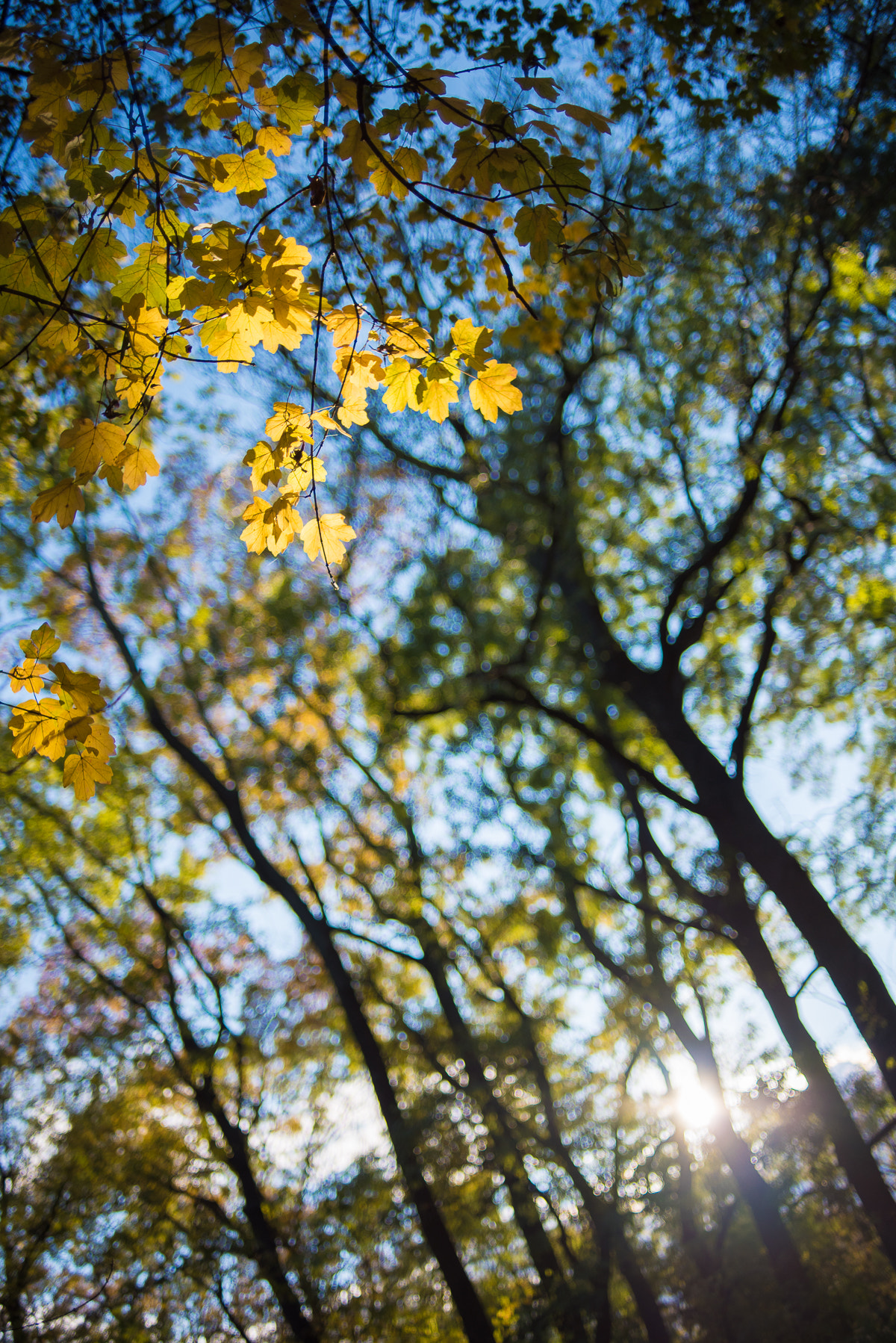 Nikon D750 + Nikon AF Nikkor 35mm F2D sample photo. Spotlight on autumn photography