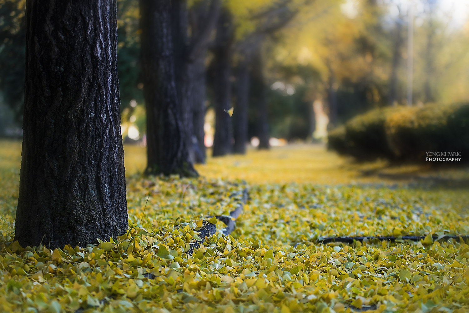 Pentax K-1 sample photo. Fall is falling photography