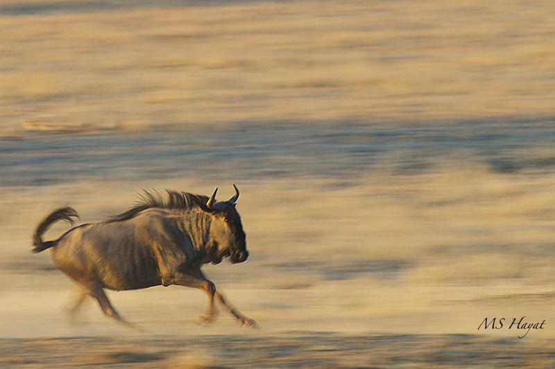 Nikon D4 + Nikon AF-S Nikkor 600mm F4G ED VR sample photo. Speed.. taken with a slower shutter and iso this m ... photography