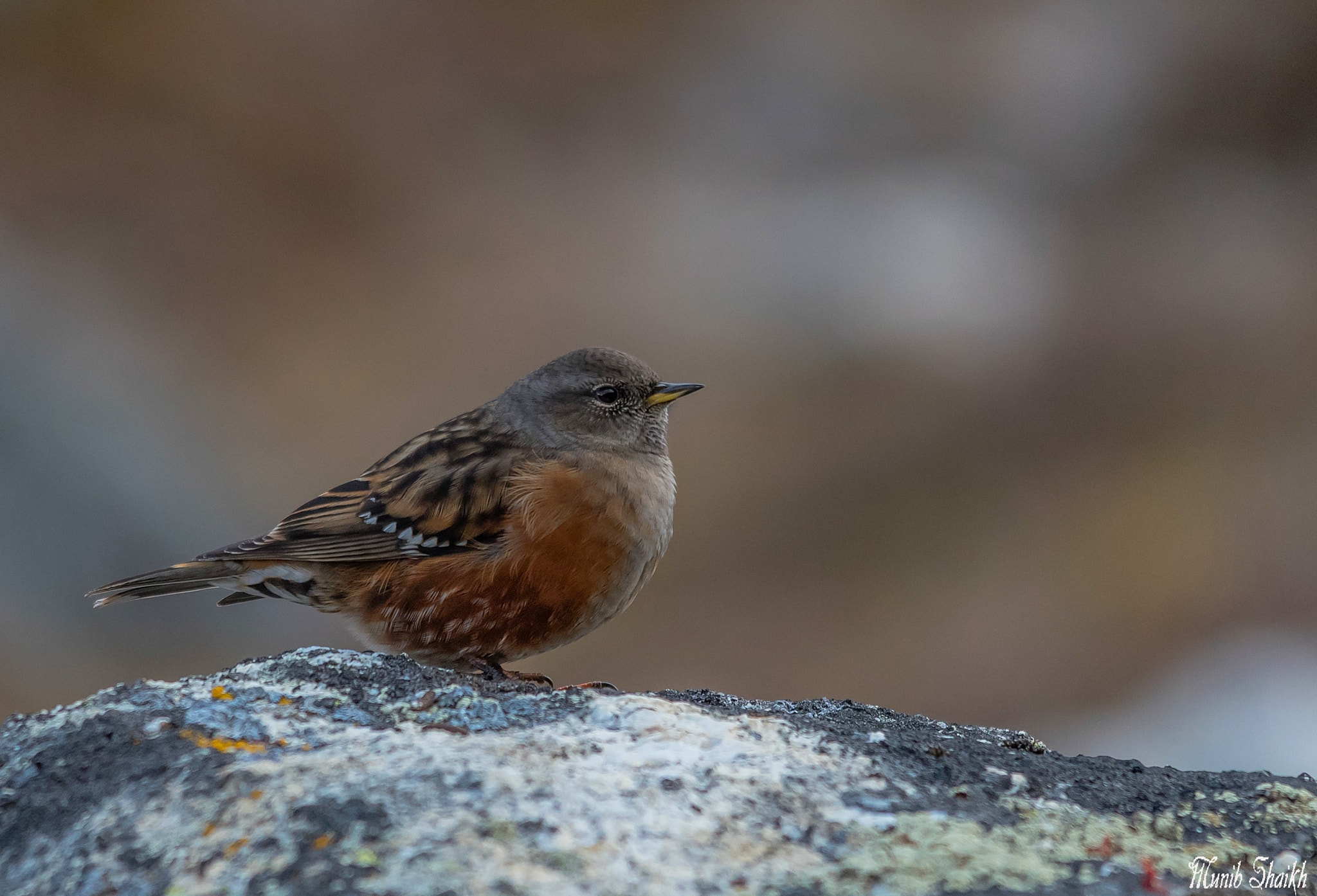 Sigma 150-500mm F5-6.3 DG OS HSM sample photo. Alpine accentor photography
