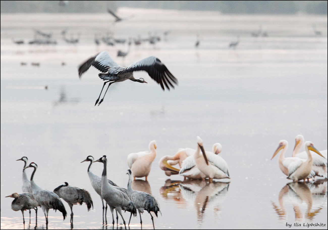 Canon EF 300mm F2.8L IS USM sample photo. Morning cranes №11 - one more landing photography