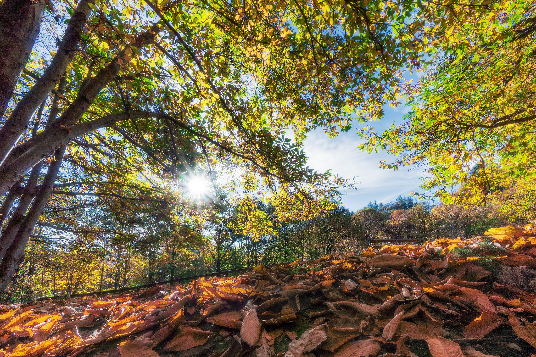 Sony Alpha a5000 (ILCE 5000) + Sony E 10-18mm F4 OSS sample photo. The rustle of the leaves singing to us photography